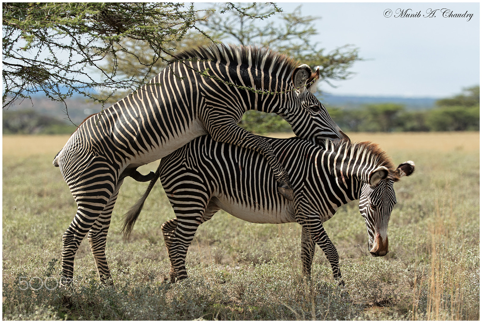 Canon EF 200-400mm F4L IS USM Extender 1.4x sample photo. Stripes in love! photography
