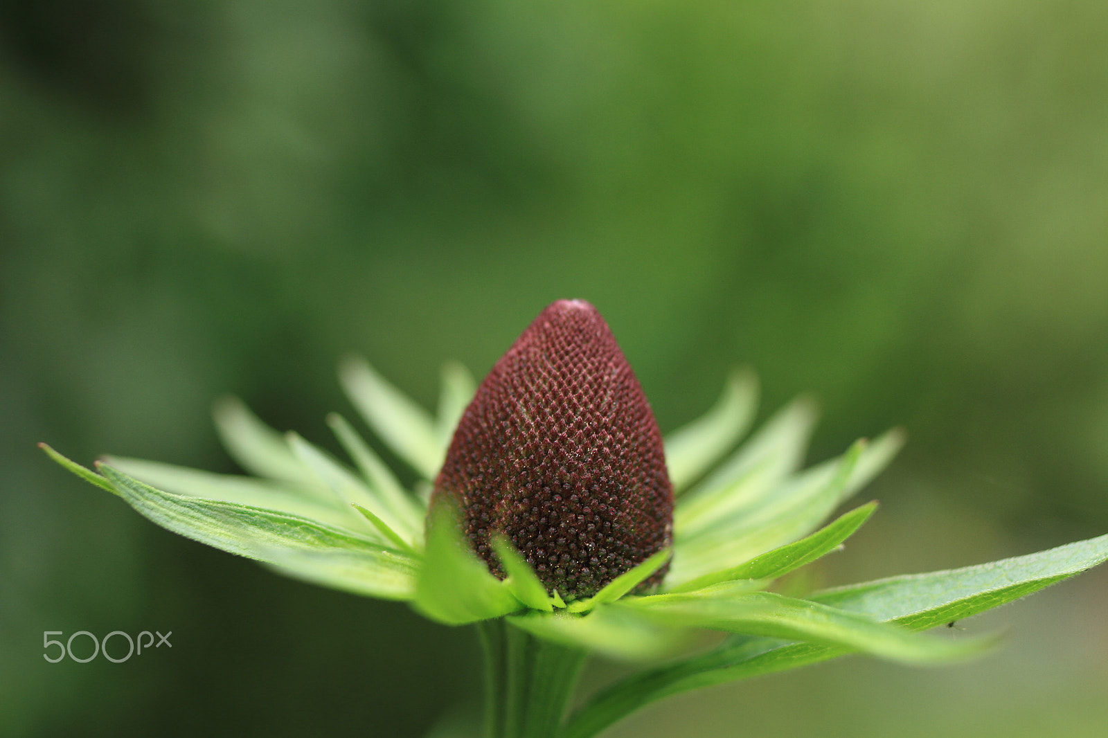 Tamron SP 35mm F1.8 Di VC USD sample photo. Sonnenhut / coneflower photography
