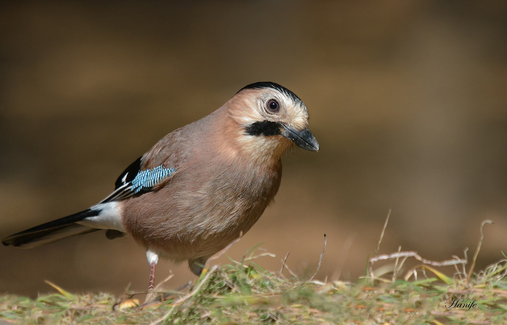 Sigma 50-500mm F4-6.3 EX APO RF HSM sample photo. Alakarga (eurasian jay, garrulus glandarius) photography