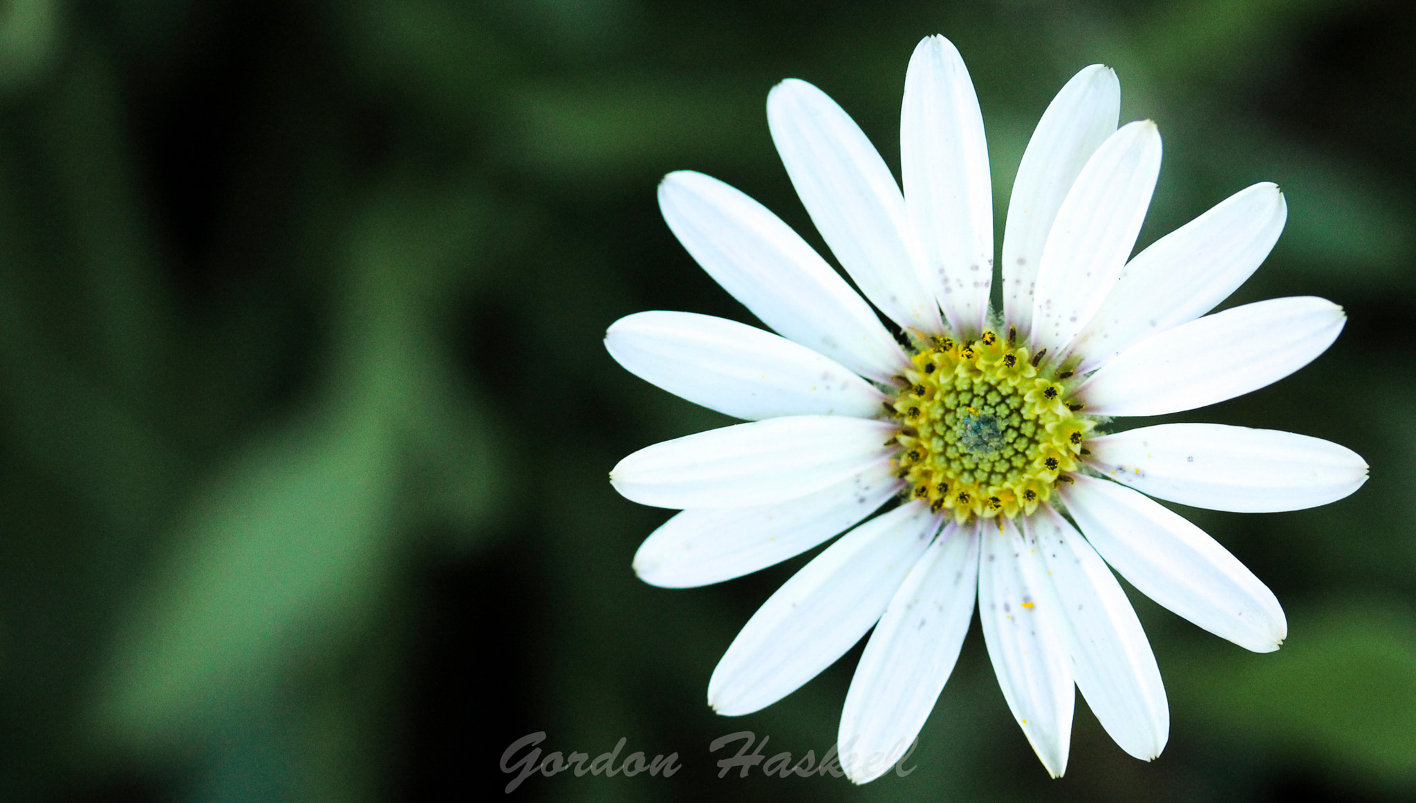 Canon EF-S 60mm F2.8 Macro USM sample photo. Whitie photography
