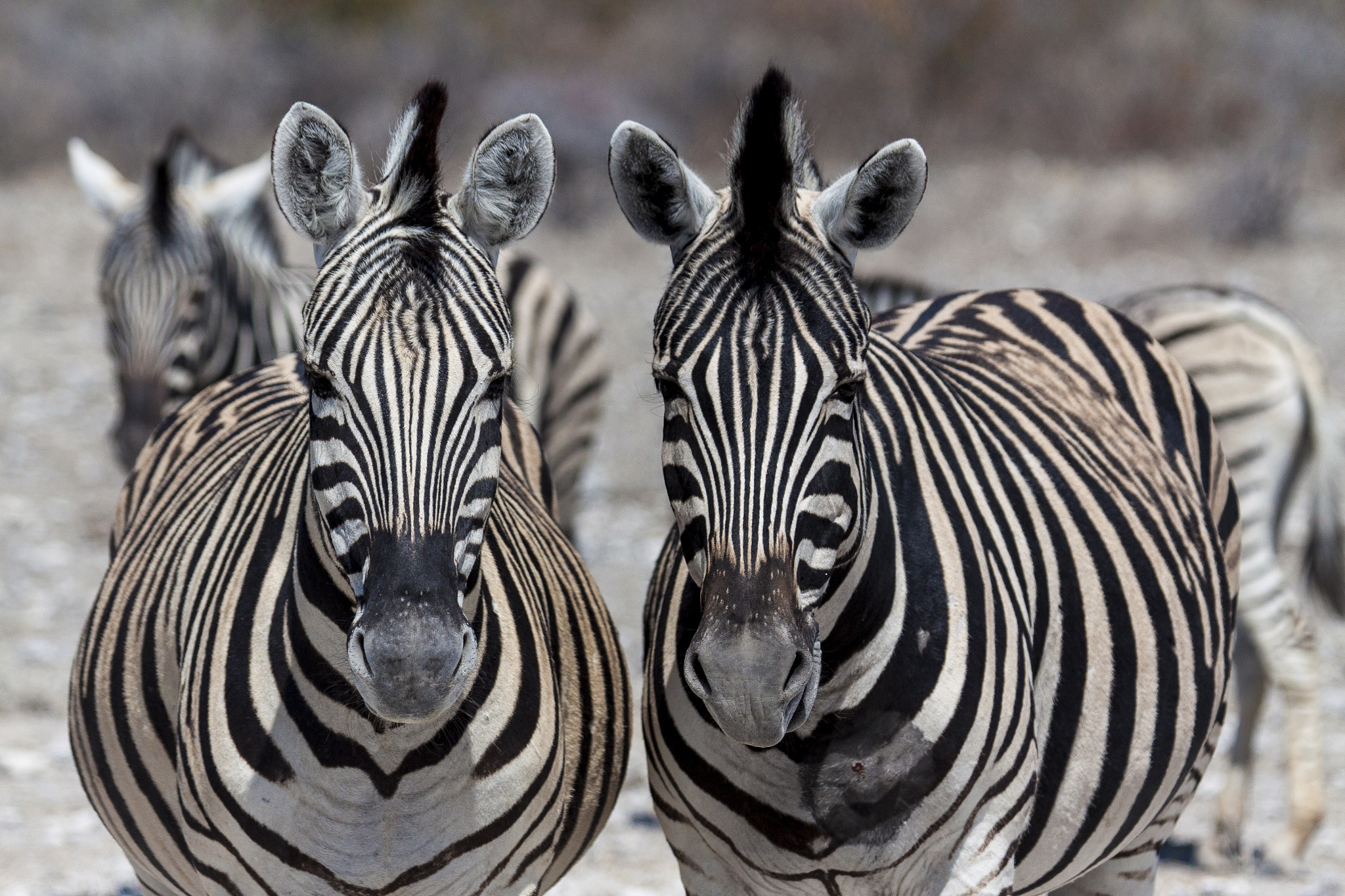 Canon EF 100-400mm F4.5-5.6L IS USM sample photo. Twins in black and white photography
