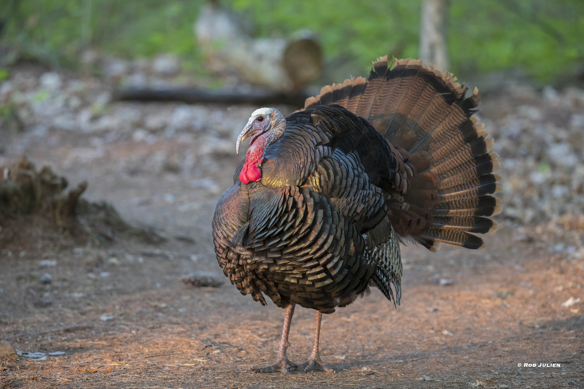 Canon EF 200-400mm F4L IS USM Extender 1.4x sample photo. A52i4836.jpg photography