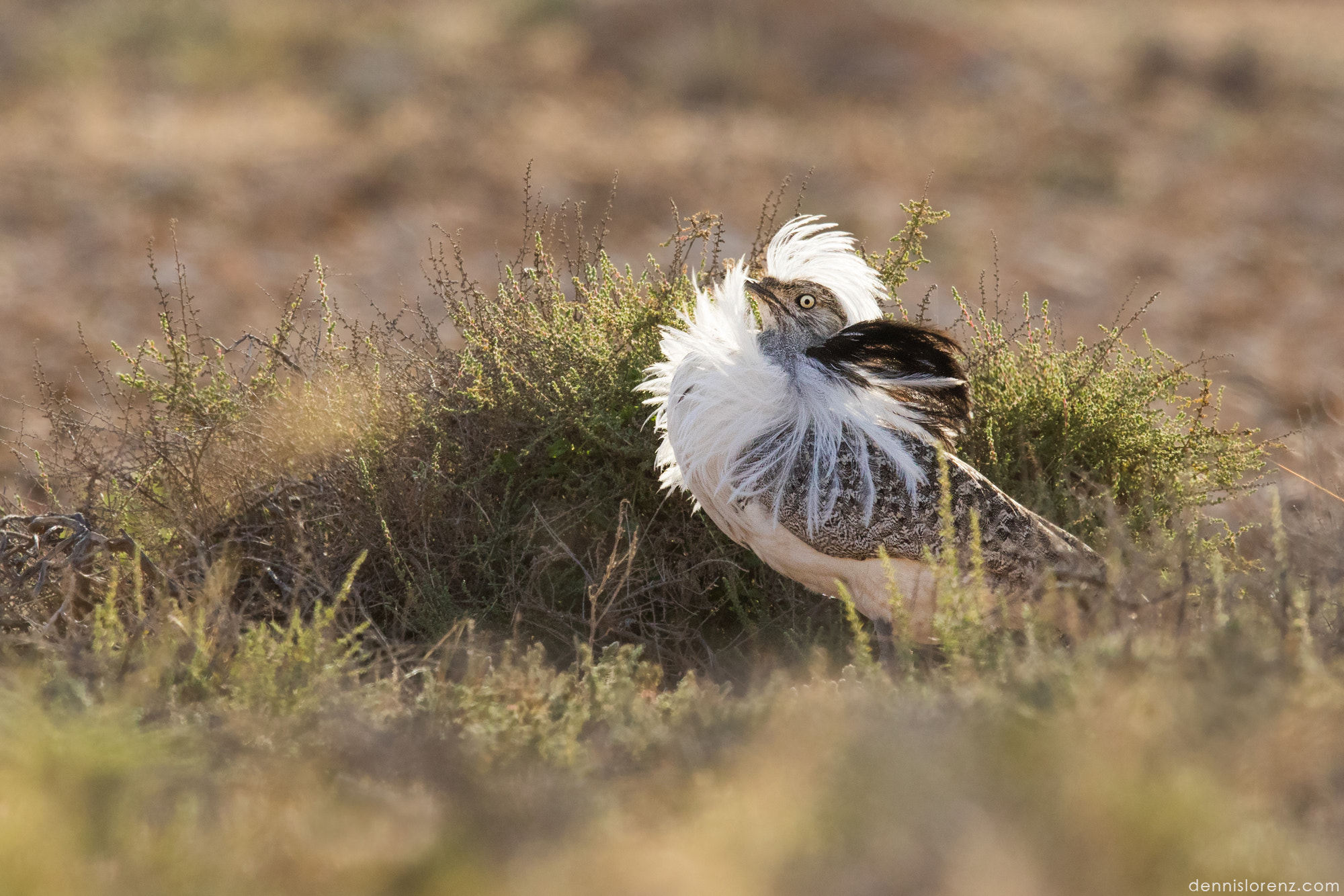 Canon EOS 7D Mark II sample photo. Houbara bustard | saharakragentrappe photography