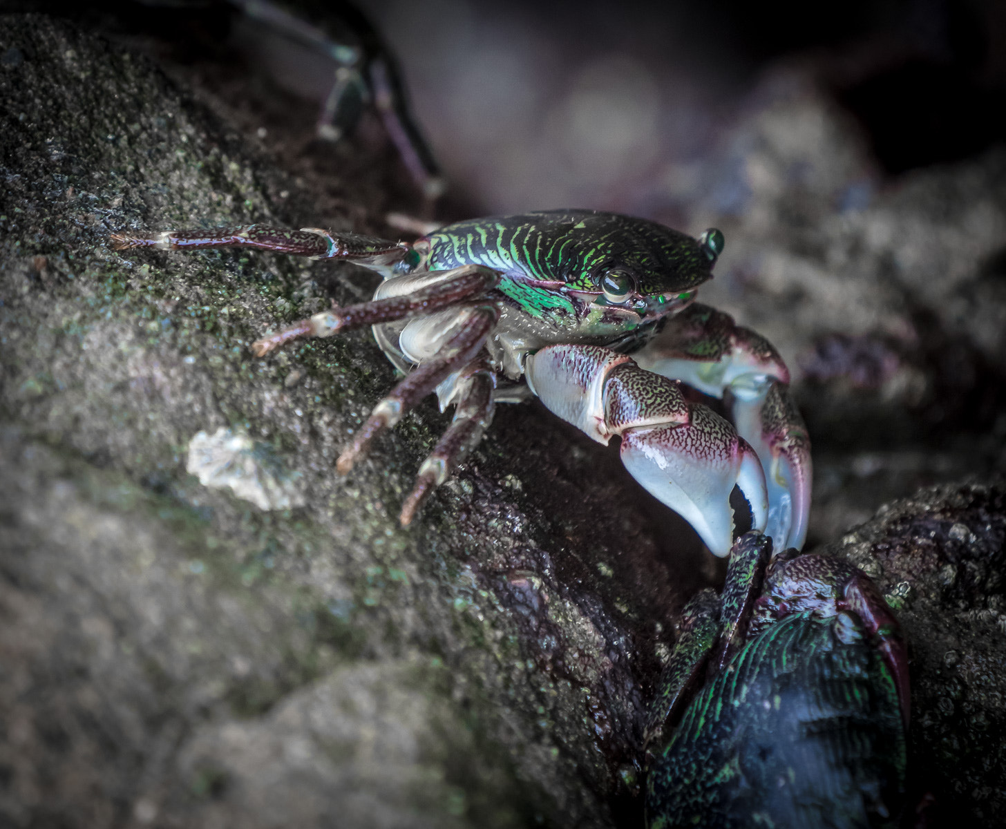 Olympus OM-D E-M1 + LEICA DG 100-400/F4.0-6.3 sample photo. Crabby photography