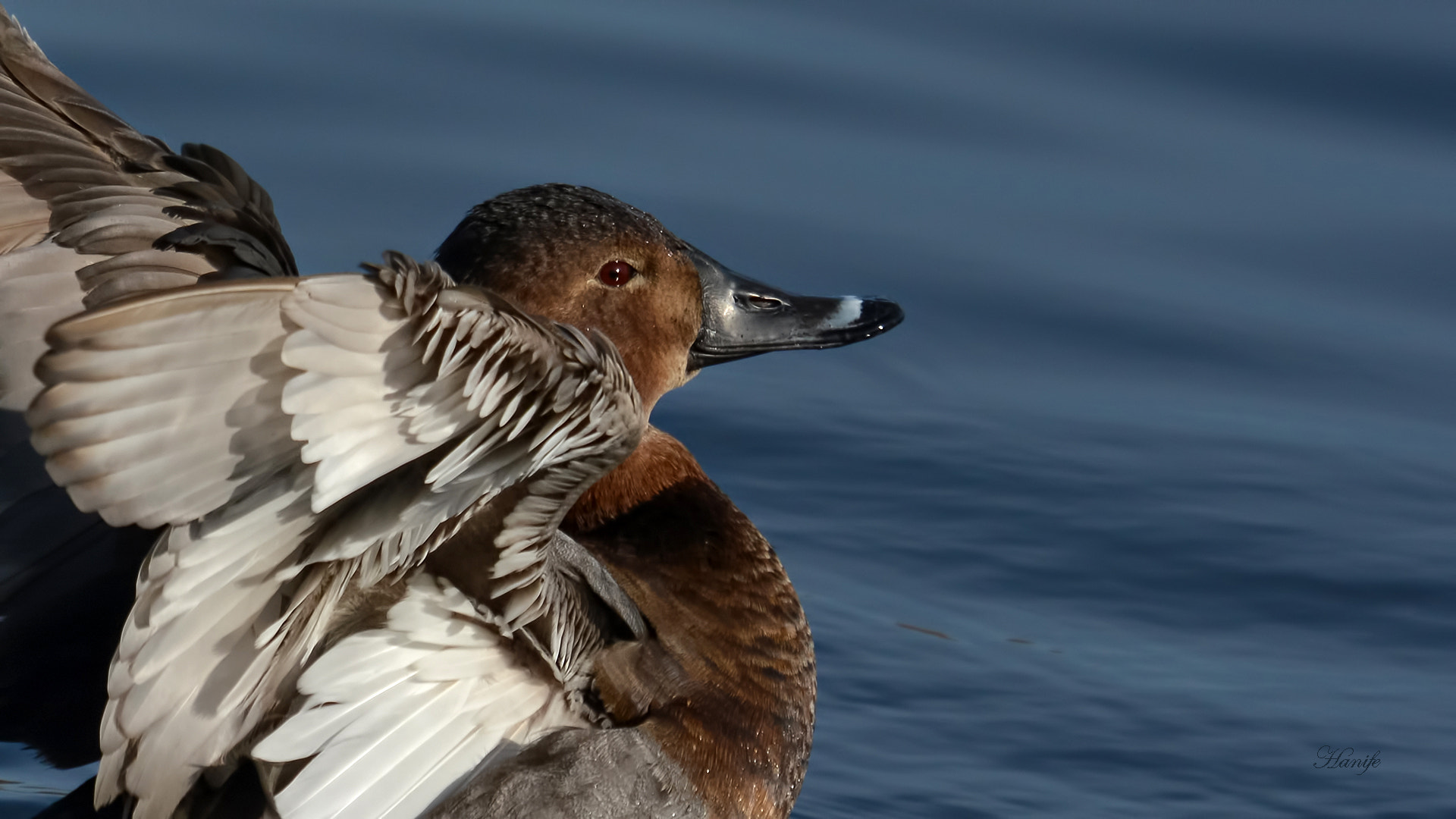 Nikon D7100 + Sigma 50-500mm F4-6.3 EX APO RF HSM sample photo. Elmabaş patka (common pochard, aythya ferina) photography