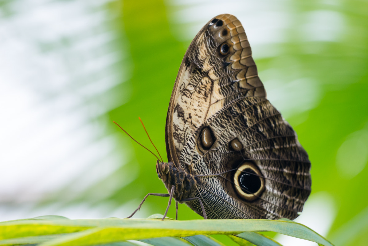 Sigma 150mm F2.8 EX DG Macro HSM sample photo. Caligo memnon photography