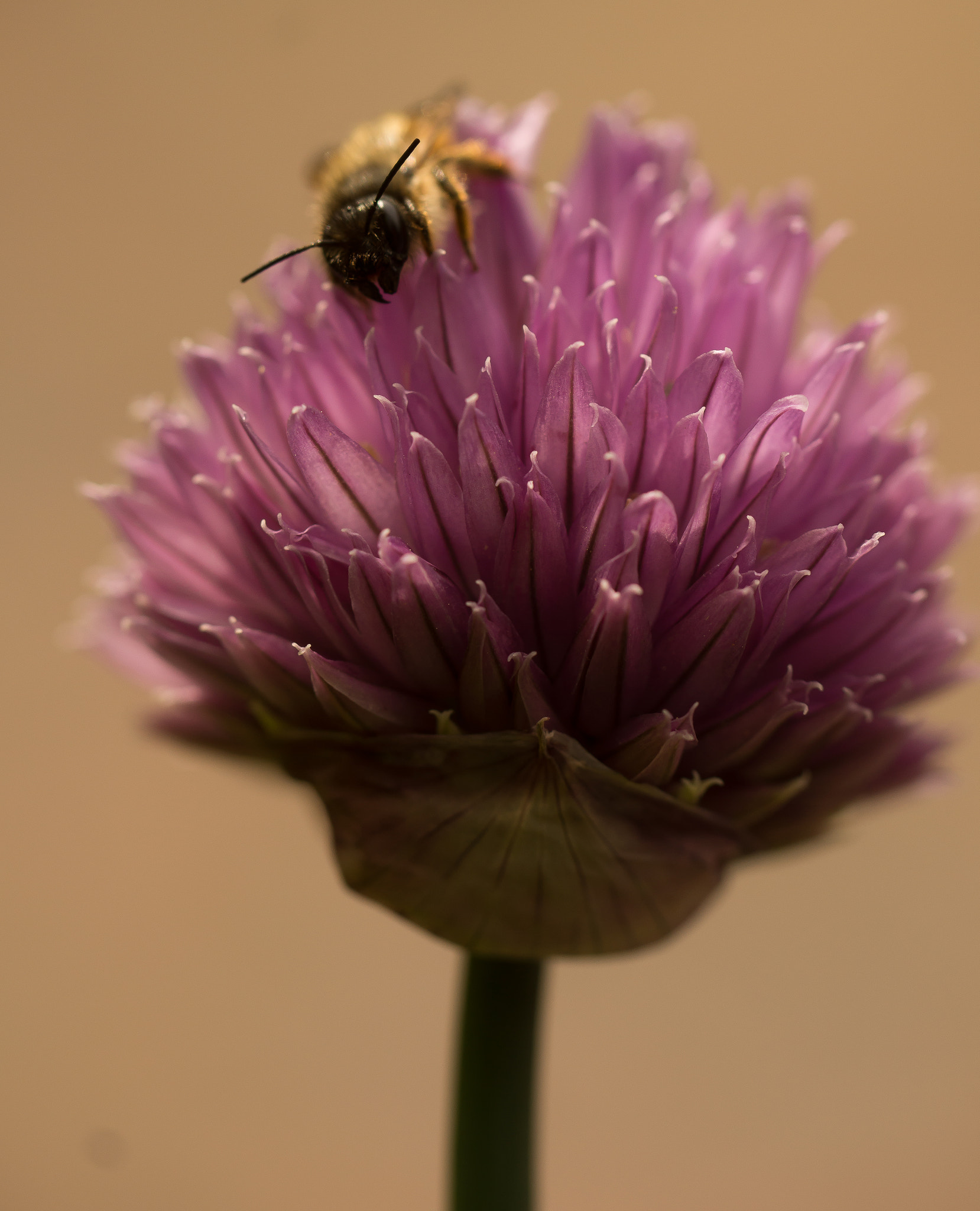 Sony SLT-A65 (SLT-A65V) sample photo. Bij photography