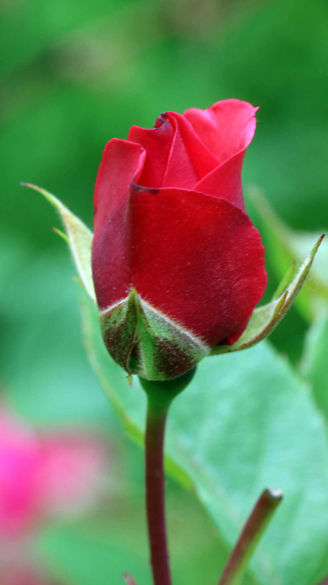 Canon EOS 750D (EOS Rebel T6i / EOS Kiss X8i) + Canon EF 100mm F2.8L Macro IS USM sample photo. Flowers photography