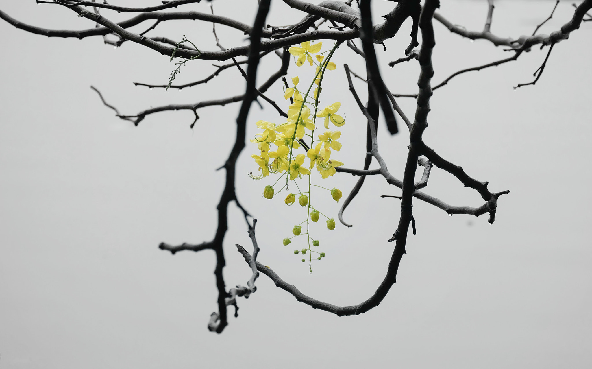 Fujifilm X-A1 + Fujifilm XC 50-230mm F4.5-6.7 OIS sample photo. Osaka flower photography