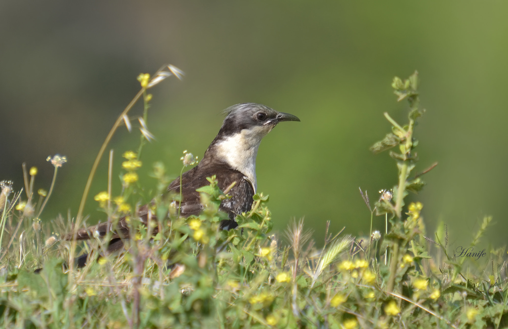 Nikon D3100 + Sigma 50-500mm F4-6.3 EX APO RF HSM sample photo. Tepeli guguk (great spotted cuckoo, clamator glandarius) photography