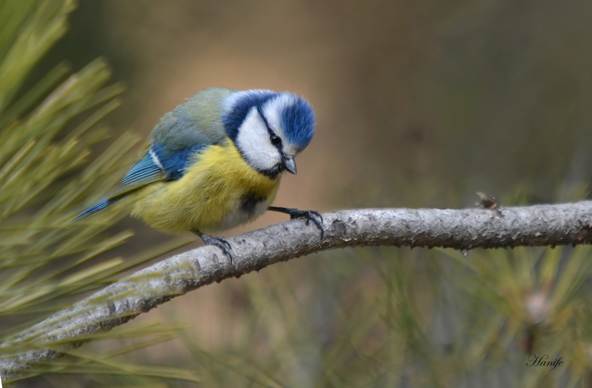 Sigma 50-500mm F4-6.3 EX APO RF HSM sample photo. Mavi baştankara (eurasian blue tit, cyanistes caeruleus) photography