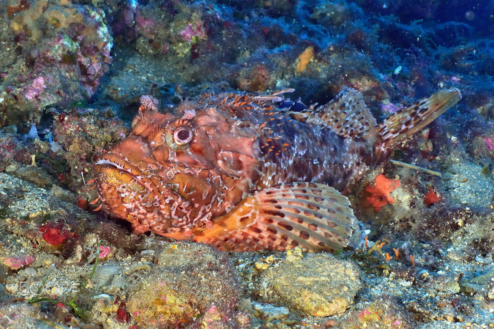Nikon D800E sample photo. Big red scorpionfish photography