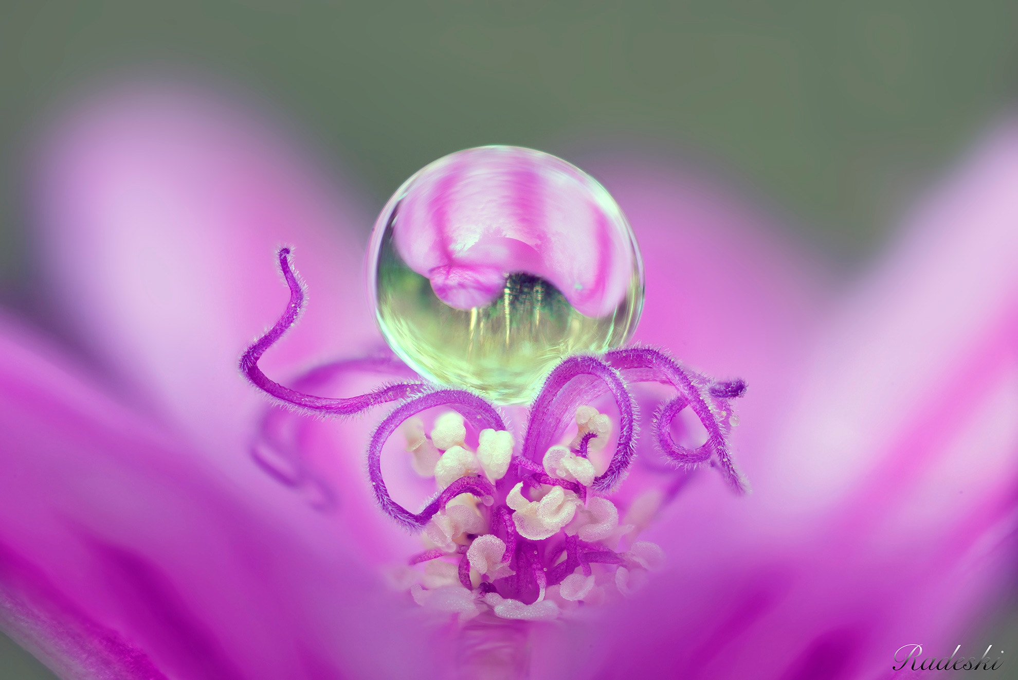 Nikon D810 + Nikon AF Micro-Nikkor 60mm F2.8D sample photo. Sfera di rugiada photography