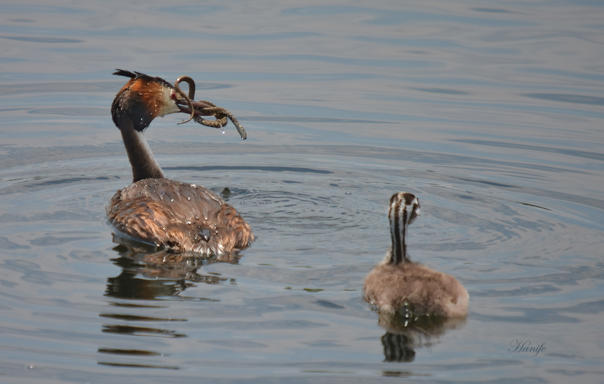 Sigma 50-500mm F4-6.3 EX APO RF HSM sample photo. Bahri (great crested grebe, podiceps cristatus) photography