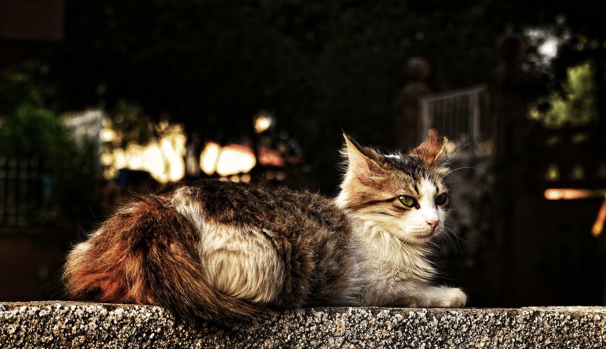 Nikon AF DX Fisheye-Nikkor 10.5mm F2.8G ED sample photo. Siesta photography