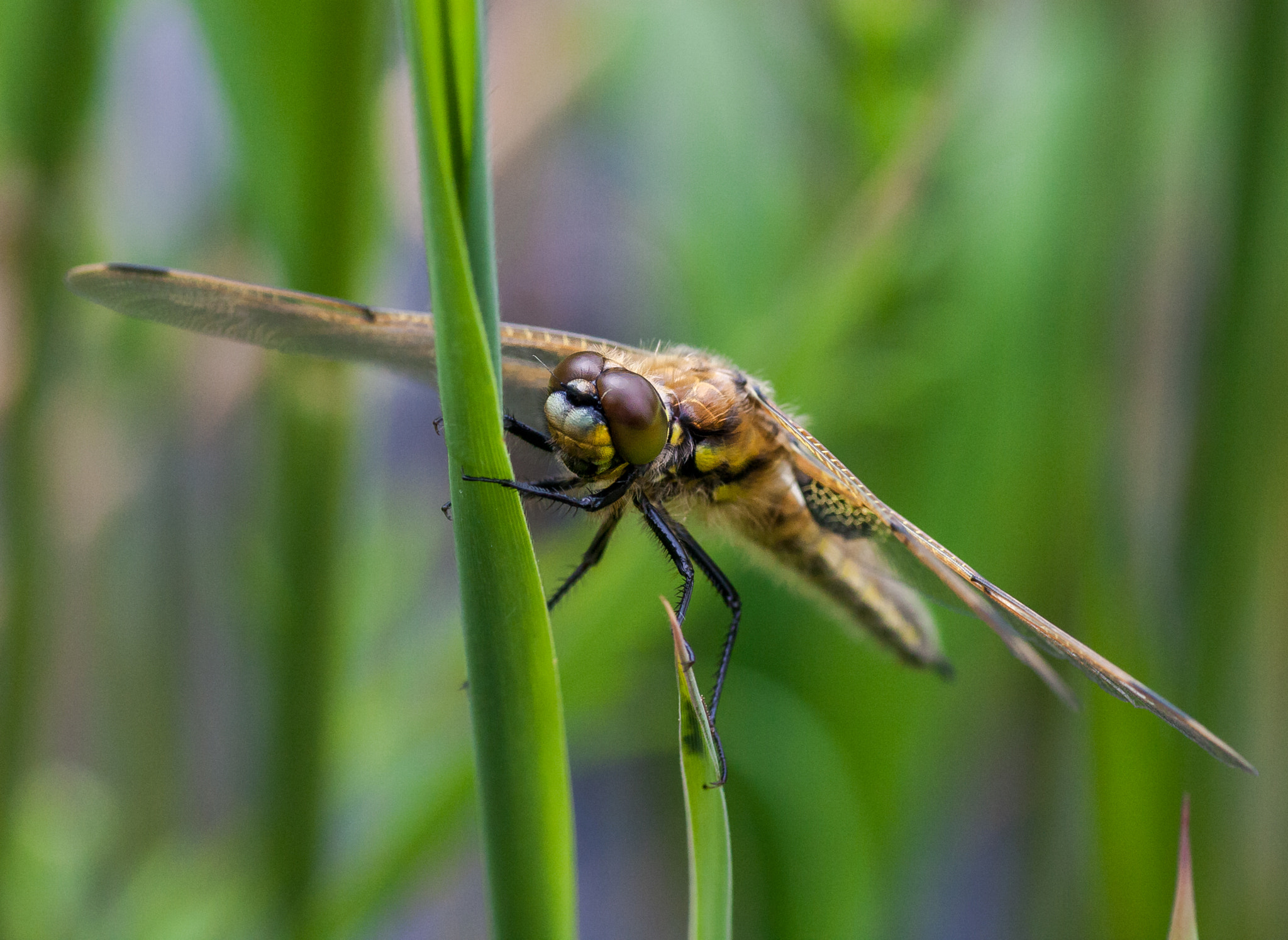 Canon EOS 40D + Tamron SP AF 90mm F2.8 Di Macro sample photo. In the grass photography