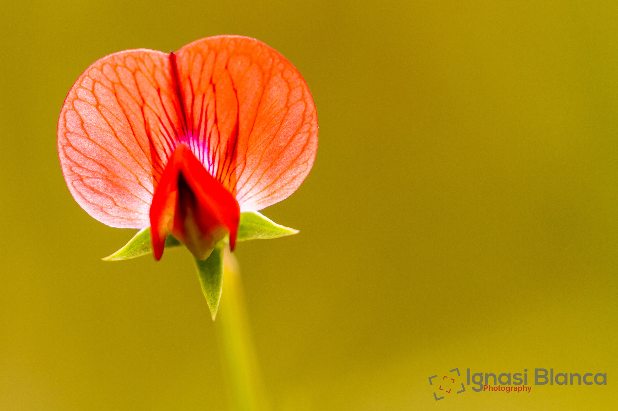 Canon EOS 7D + Canon EF 100-400mm F4.5-5.6L IS II USM sample photo. Red small flower photography