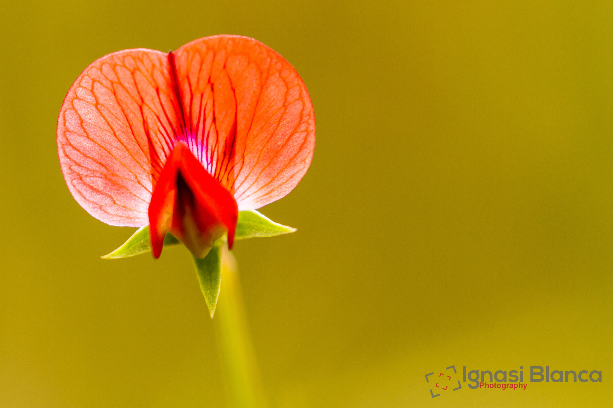 Canon EF 100-400mm F4.5-5.6L IS II USM sample photo. Red small flower photography