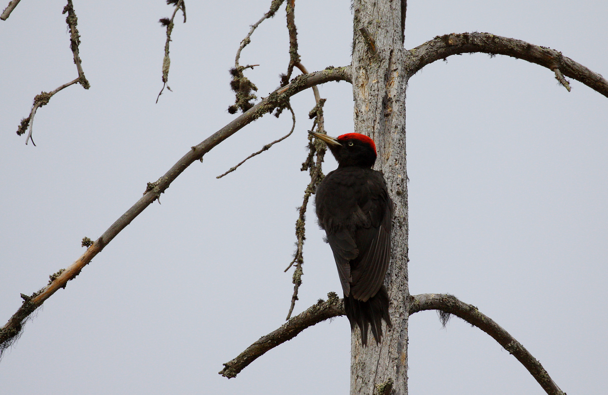 Canon EF 100-400mm F4.5-5.6L IS II USM sample photo. Black woodpecker photography