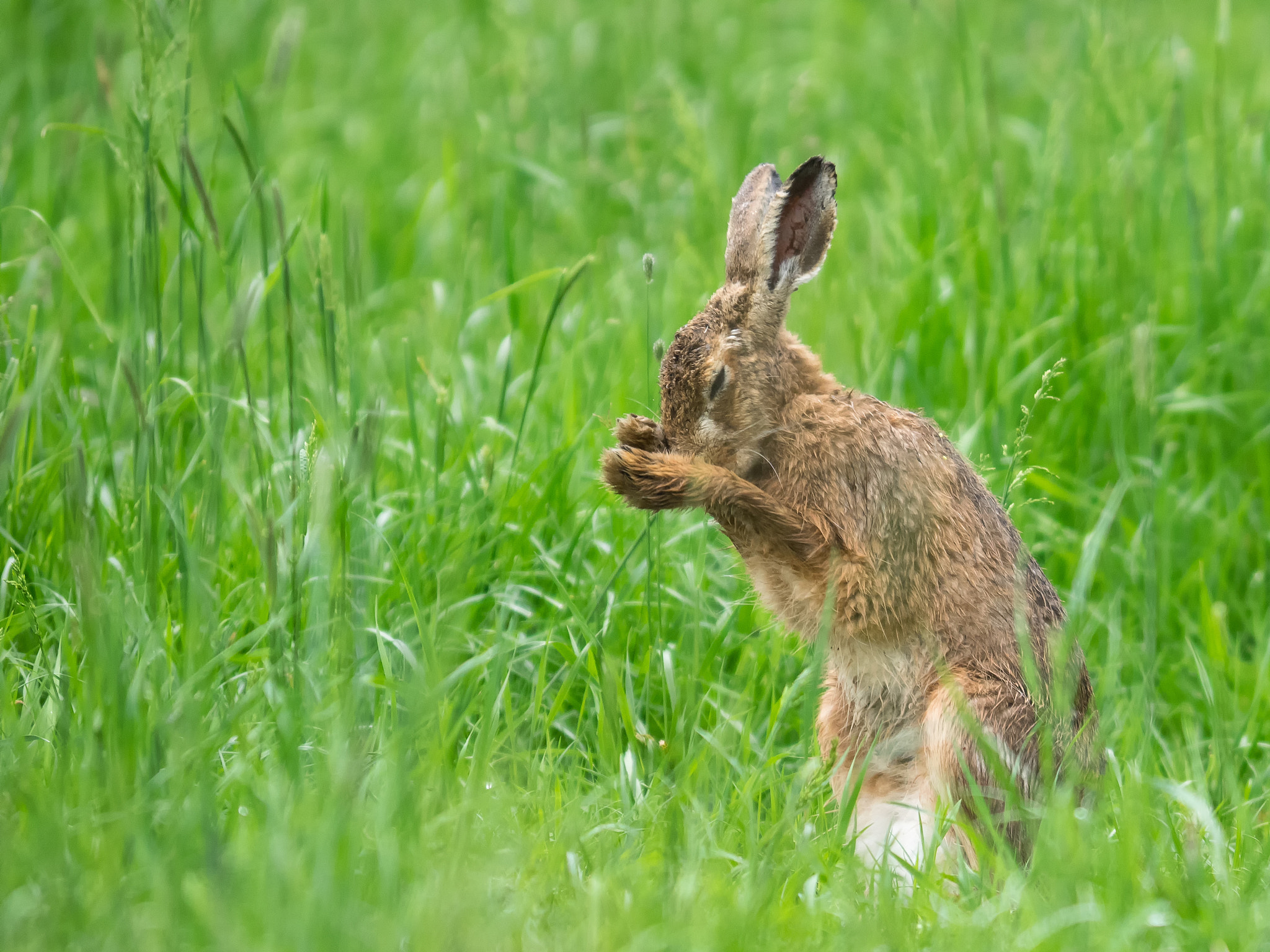 Olympus OM-D E-M1 + OLYMPUS 300mm Lens sample photo. European hare photography