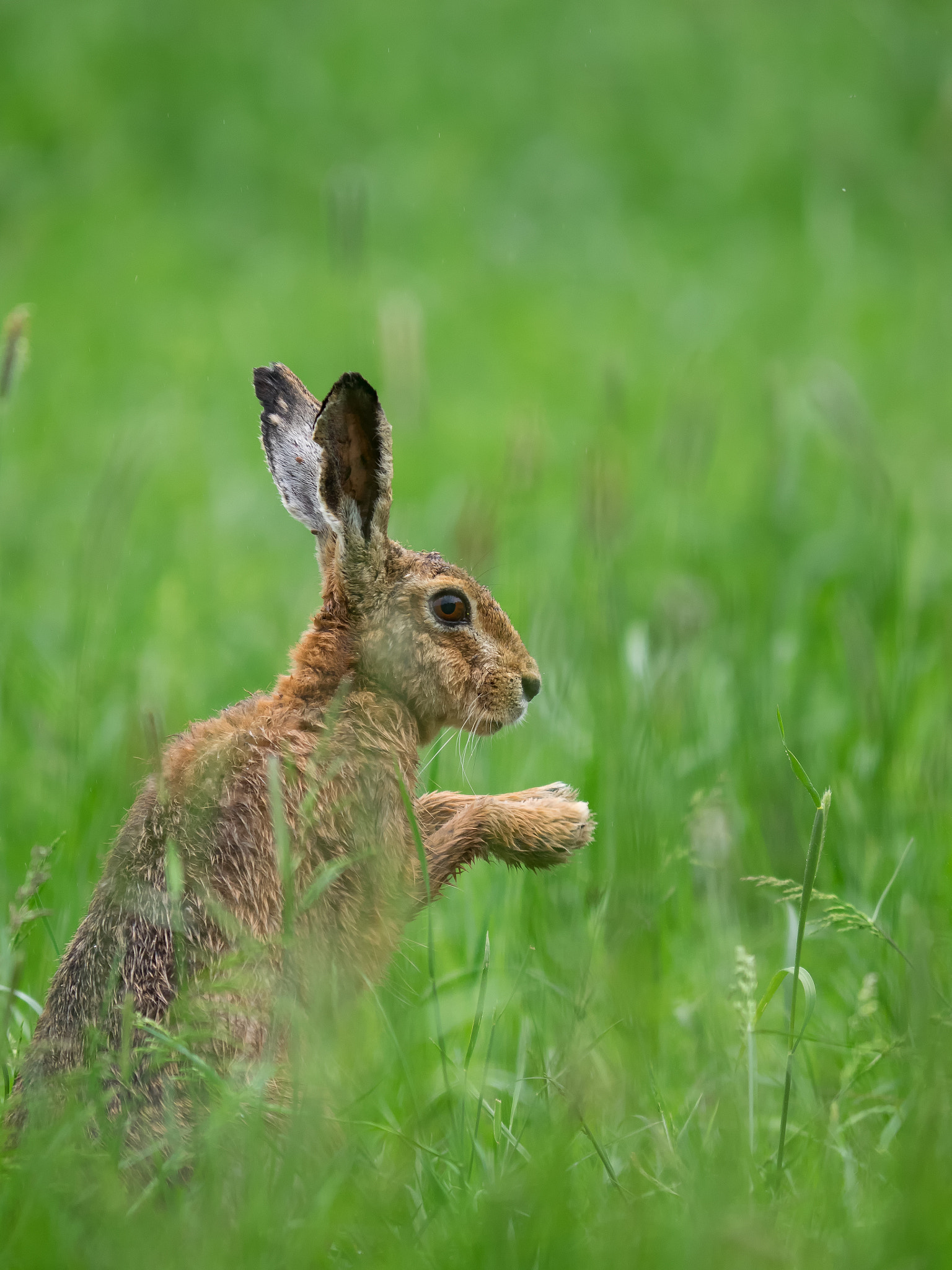 OLYMPUS 300mm Lens sample photo. European hare photography
