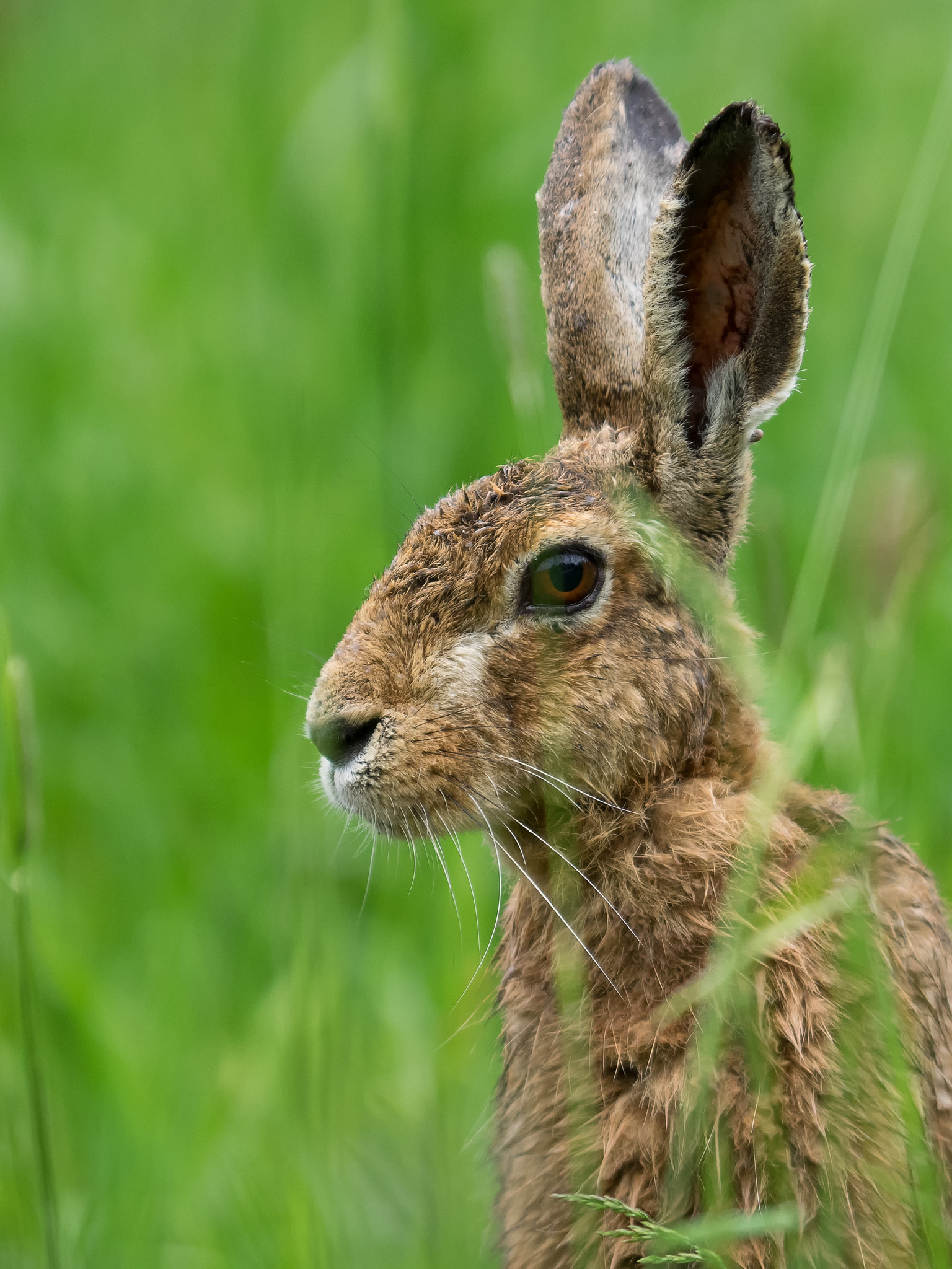 Olympus OM-D E-M1 + OLYMPUS 300mm Lens sample photo. European hare photography