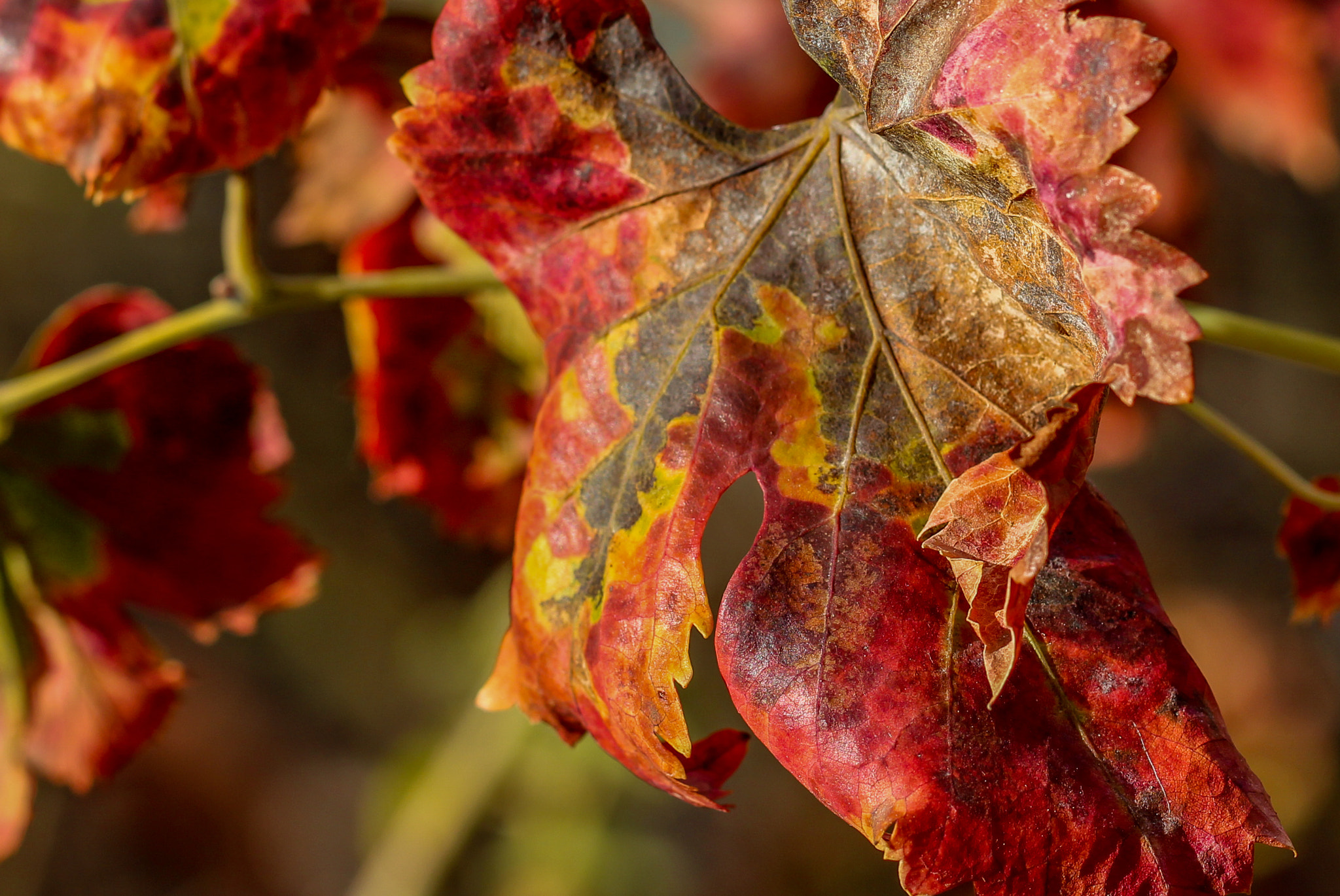 Canon EOS 650D (EOS Rebel T4i / EOS Kiss X6i) + Canon EF 100mm F2.8L Macro IS USM sample photo. Autumnal red photography