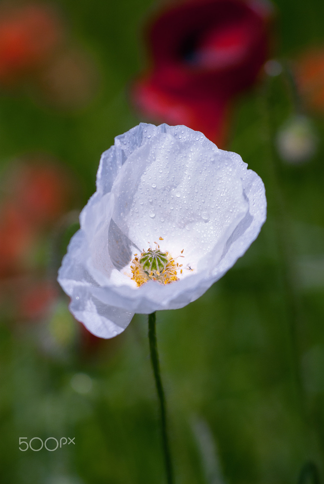 Nikon D80 + AF Nikkor 70-210mm f/4-5.6 sample photo. Le coquelicot albinos photography