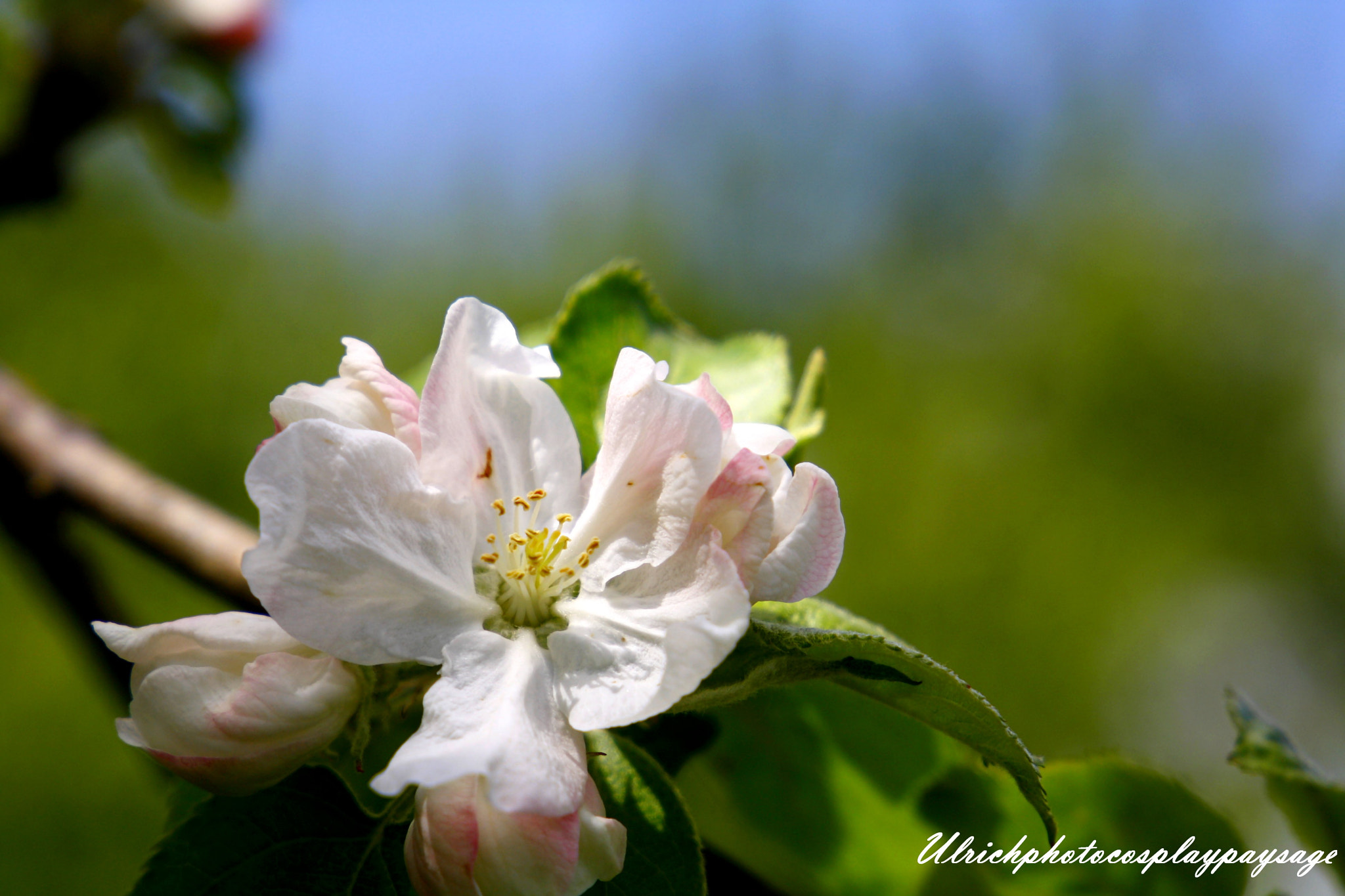 Canon EF 24-105mm F3.5-5.6 IS STM sample photo. Fleur blanche photography