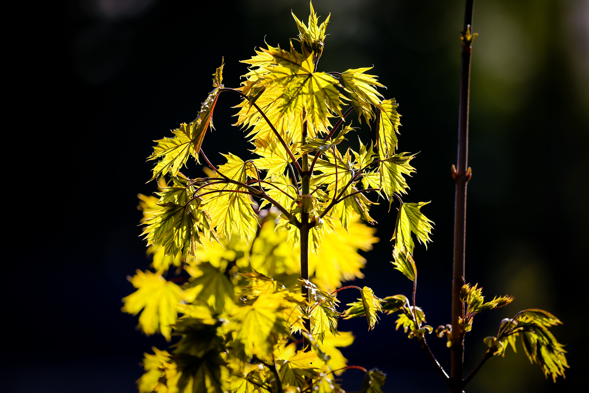 Canon EF 100-400mm F4.5-5.6L IS II USM sample photo. Maple leaves photography