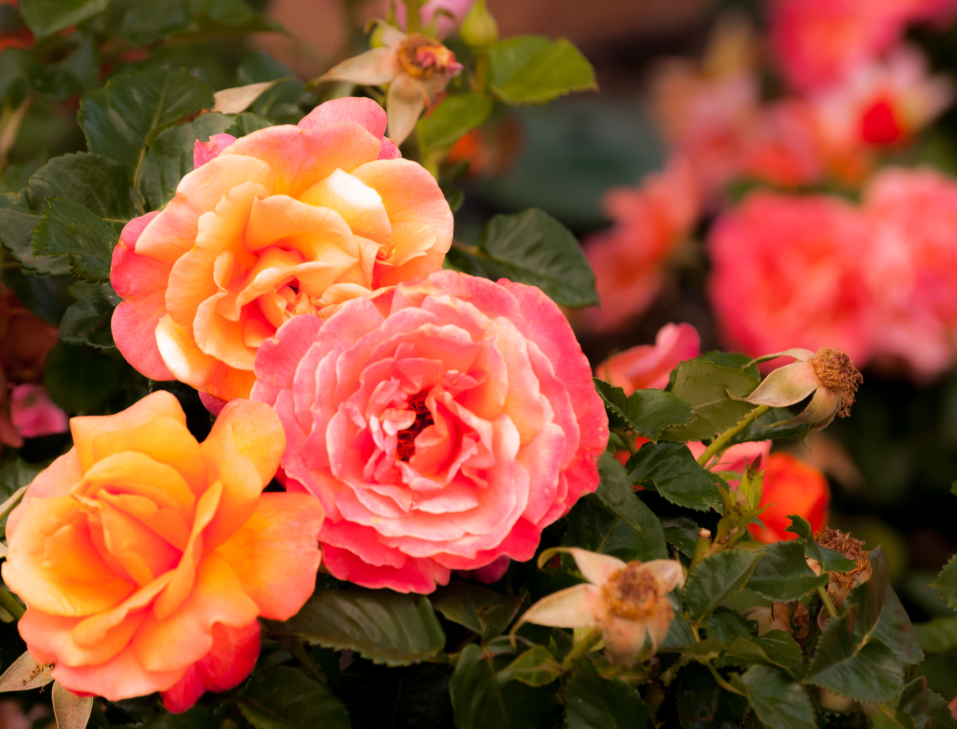 Nikon D80 sample photo. Triple crown photography