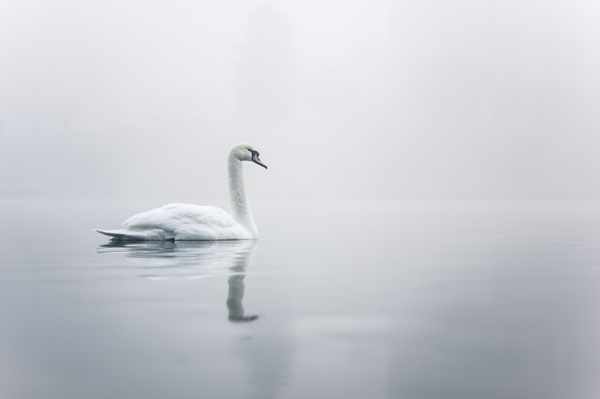 Sony Alpha DSLR-A350 + Sony DT 50mm F1.8 SAM sample photo. Swan in the mist photography