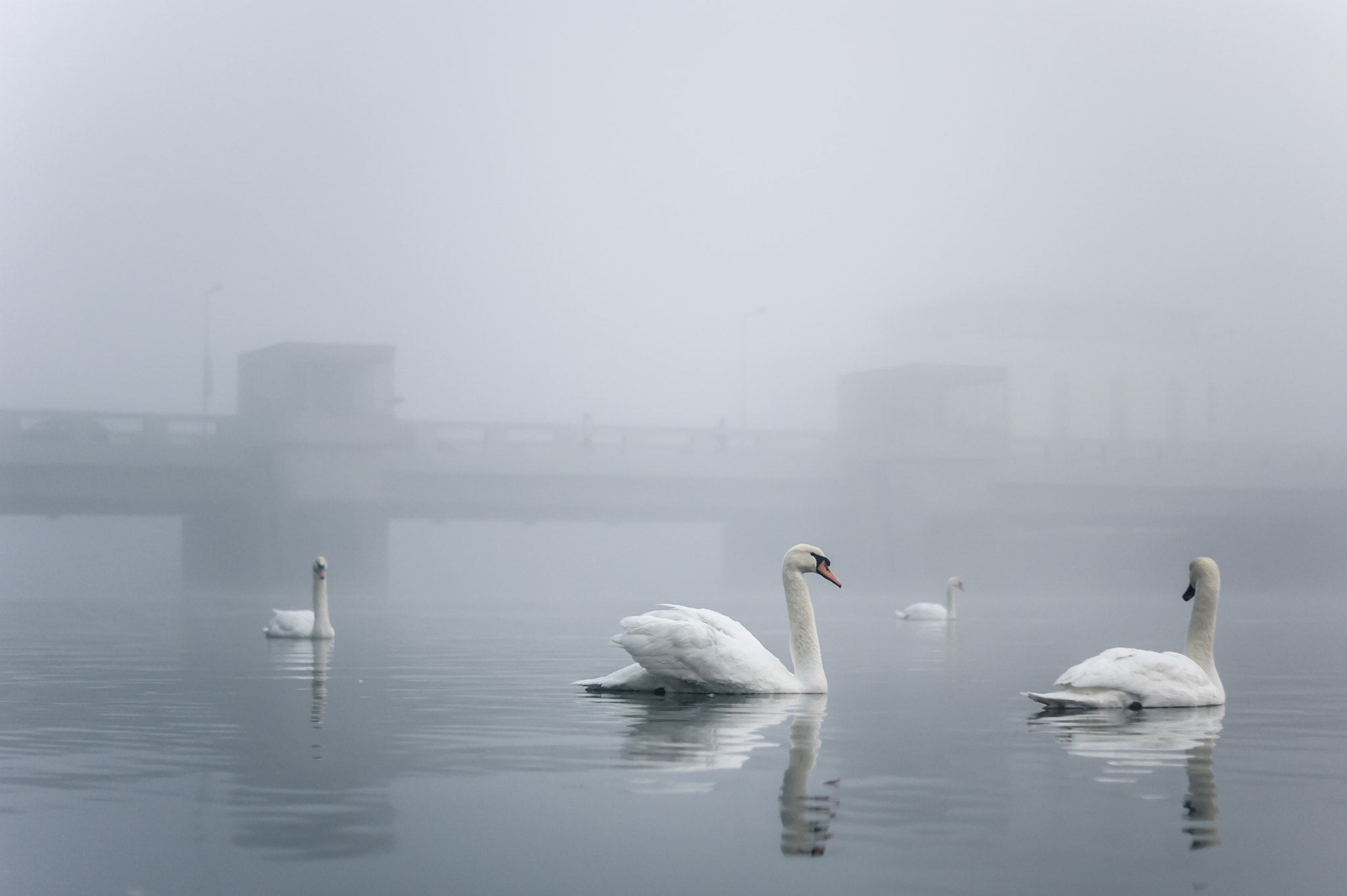 Sony Alpha DSLR-A350 + Sony DT 50mm F1.8 SAM sample photo. Swans in the mist photography