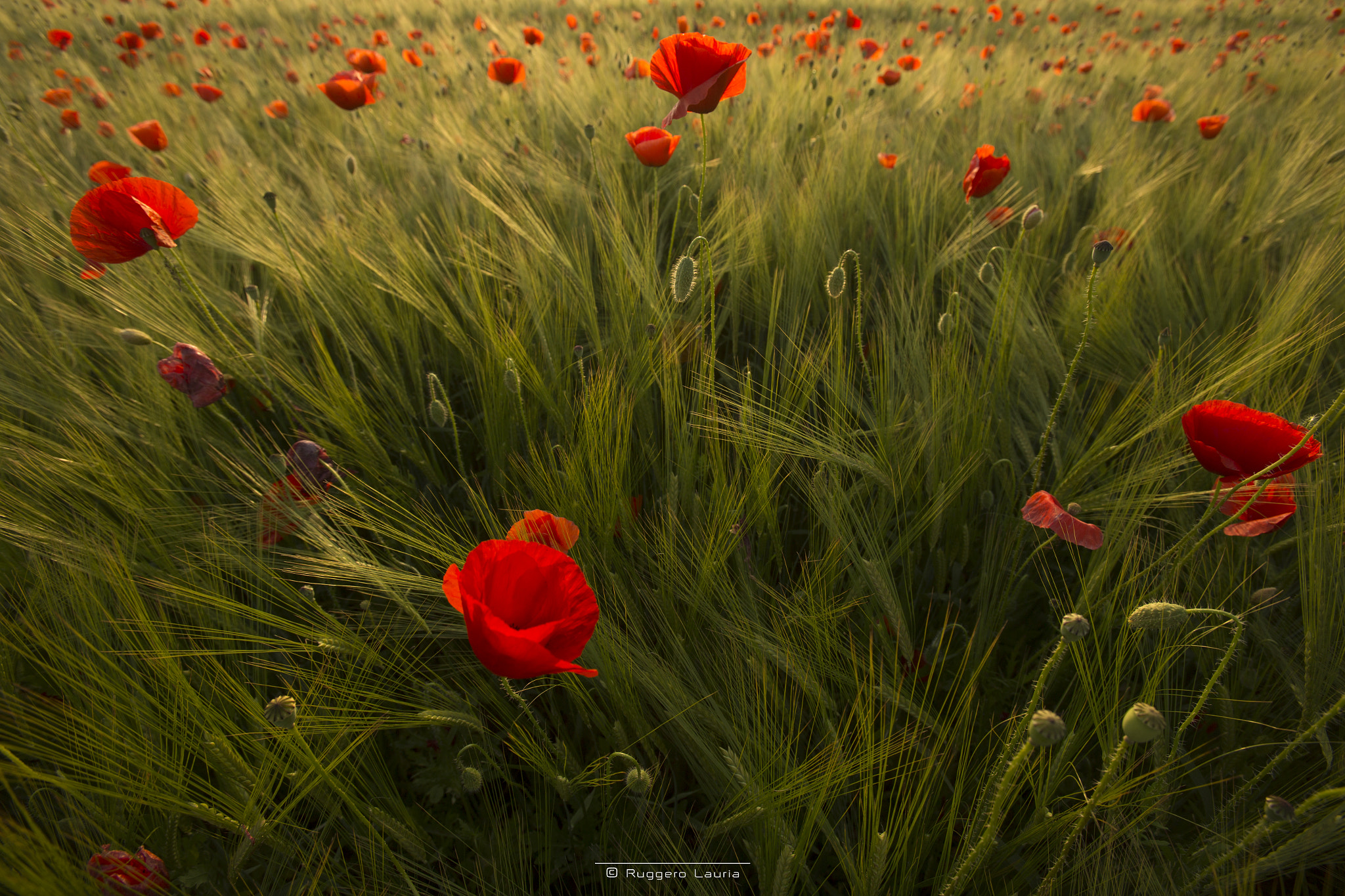 Canon EF 16-35mm F2.8L USM sample photo. Wheat and poppies photography