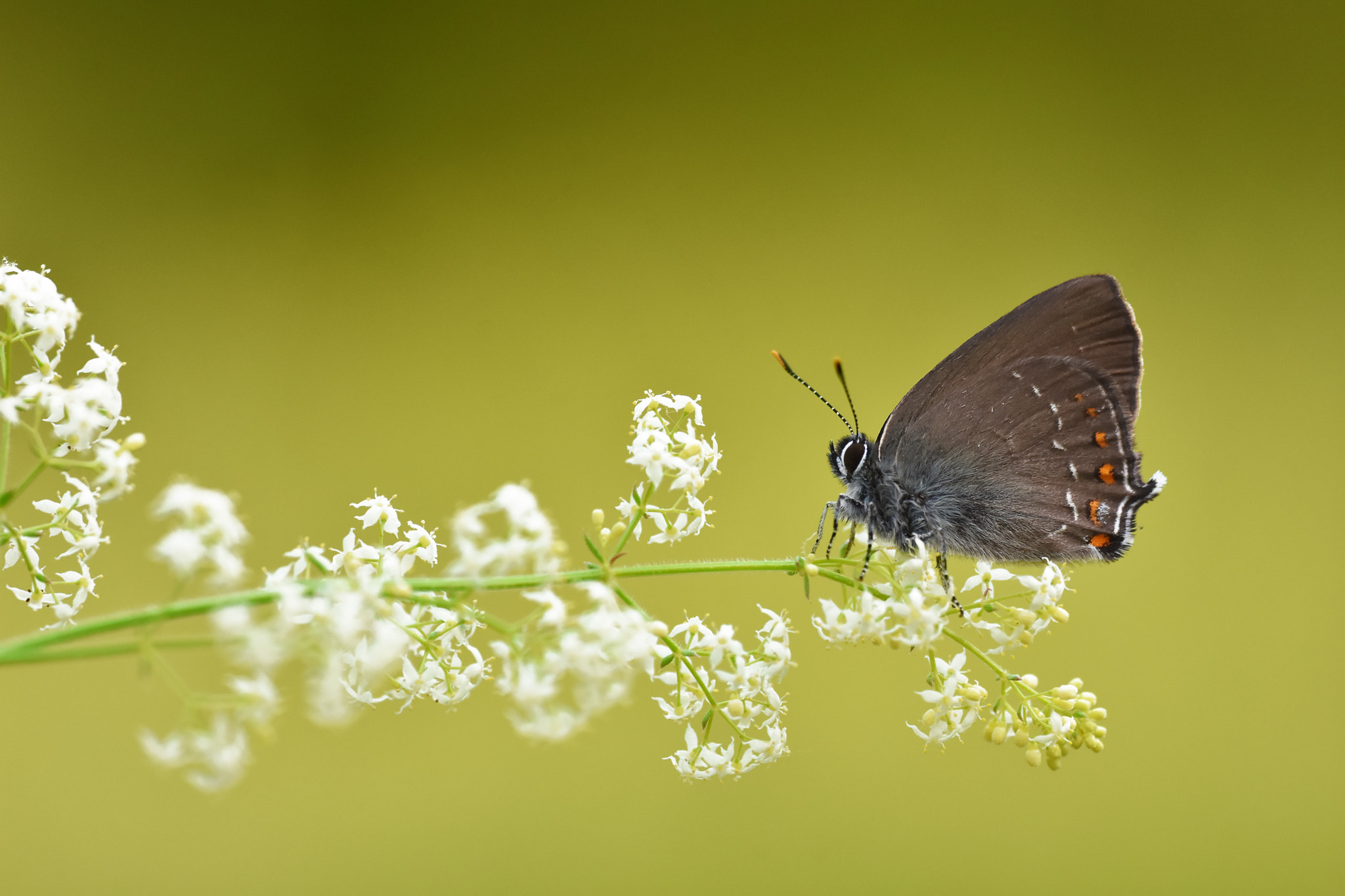FSA-L2, EDG 65, 800mm F13 G sample photo. Satyrium ilicis photography