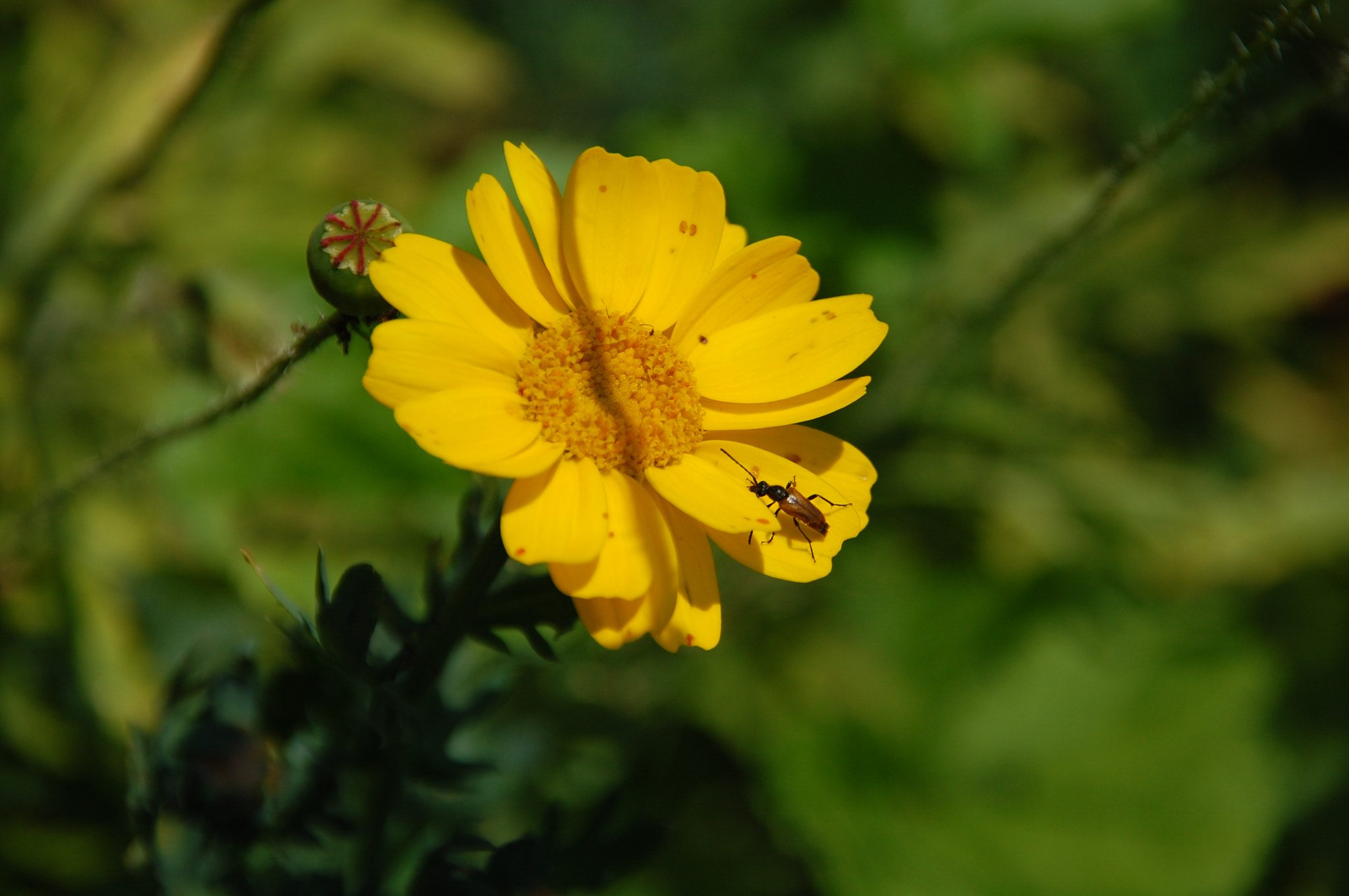 Nikon D40 + Sigma 18-200mm F3.5-6.3 DC sample photo. Flower photography