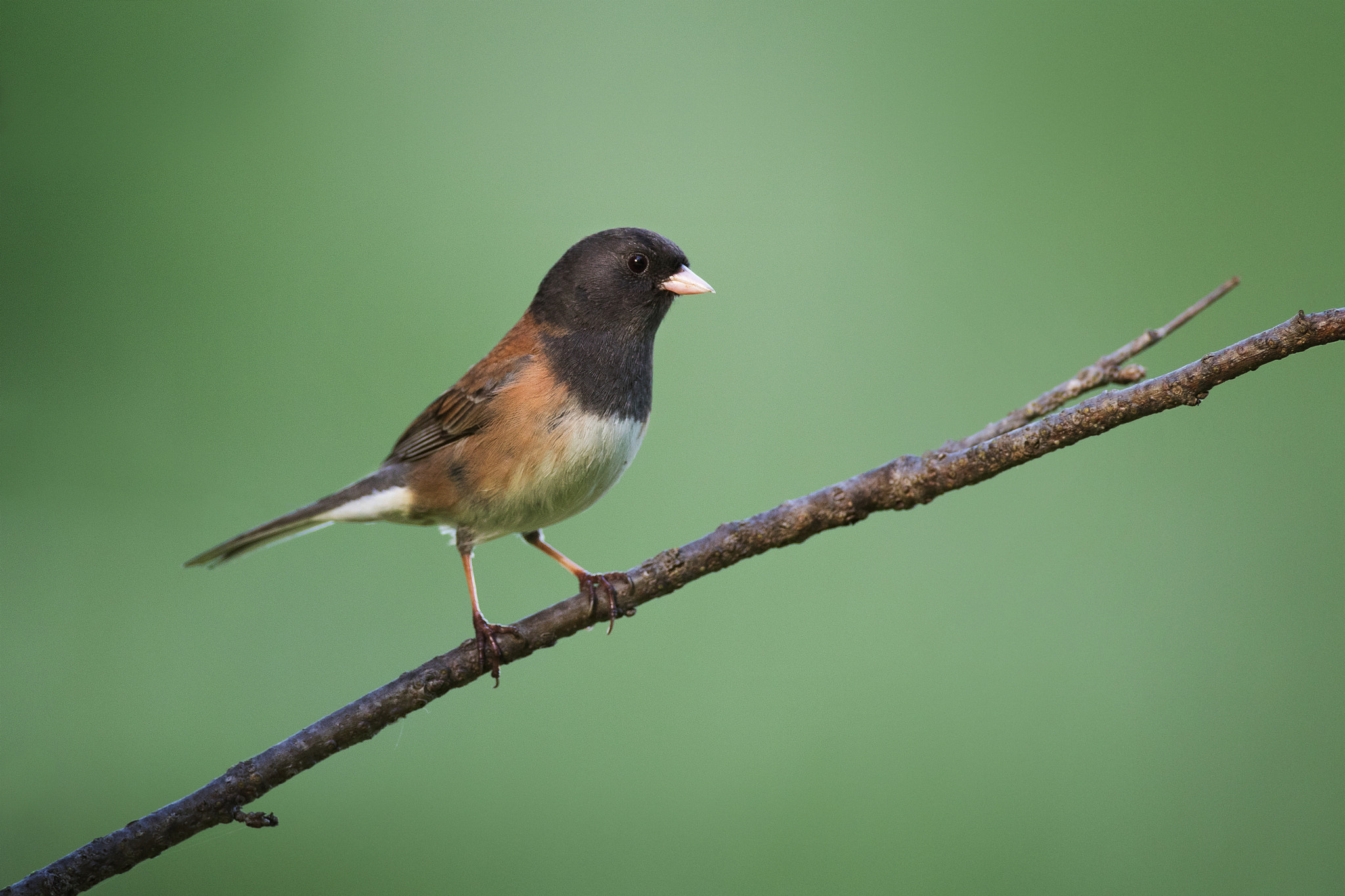 Canon EOS 7D Mark II sample photo. Dark-eyed junco photography