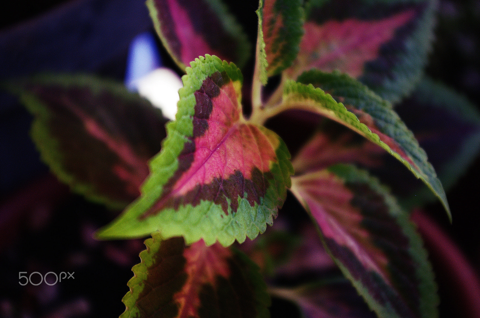 Pentax smc DA 18-55mm F3.5-5.6 ED AL II (IF) sample photo. Coléus photography