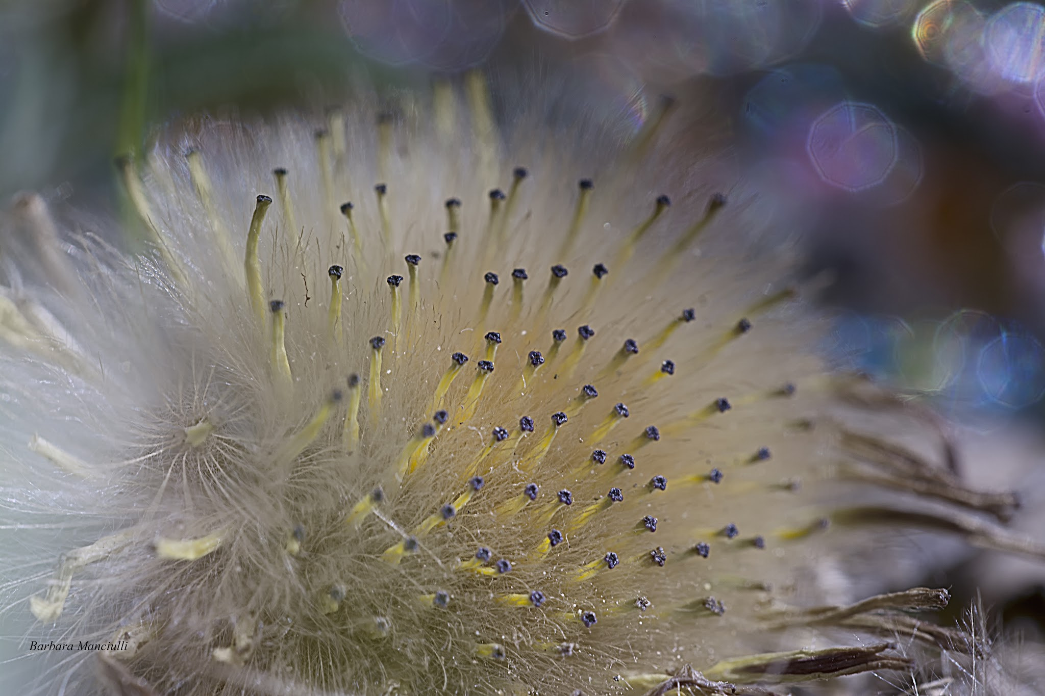 Sigma 150mm F2.8 EX DG OS Macro HSM sample photo. Bucolica anemone  photography