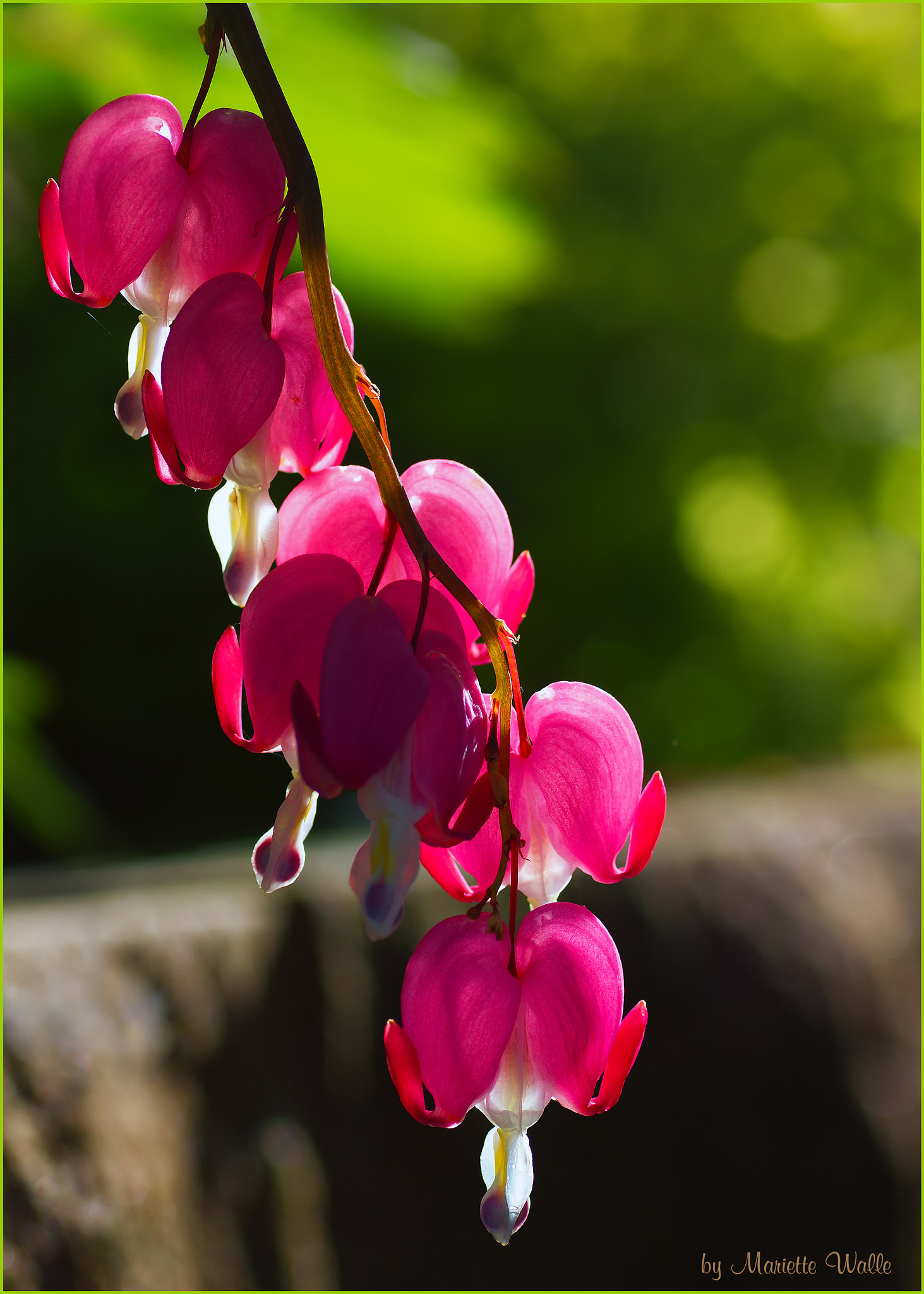 Sigma 70mm F2.8 EX DG Macro sample photo. Dropping bleeding hearts in the backlight photography