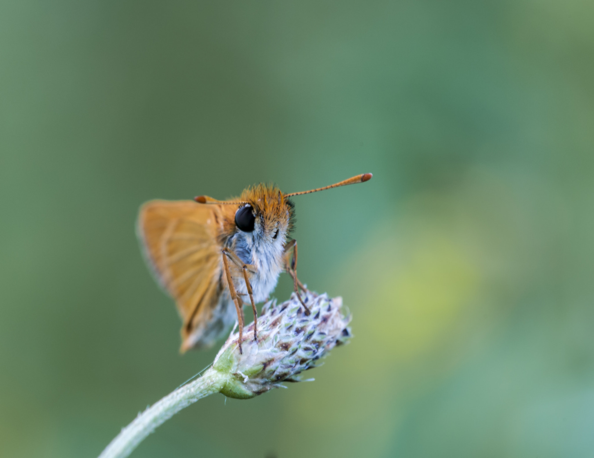 Sigma APO Macro 180mm F3.5 EX DG HSM sample photo. Mariposilla photography