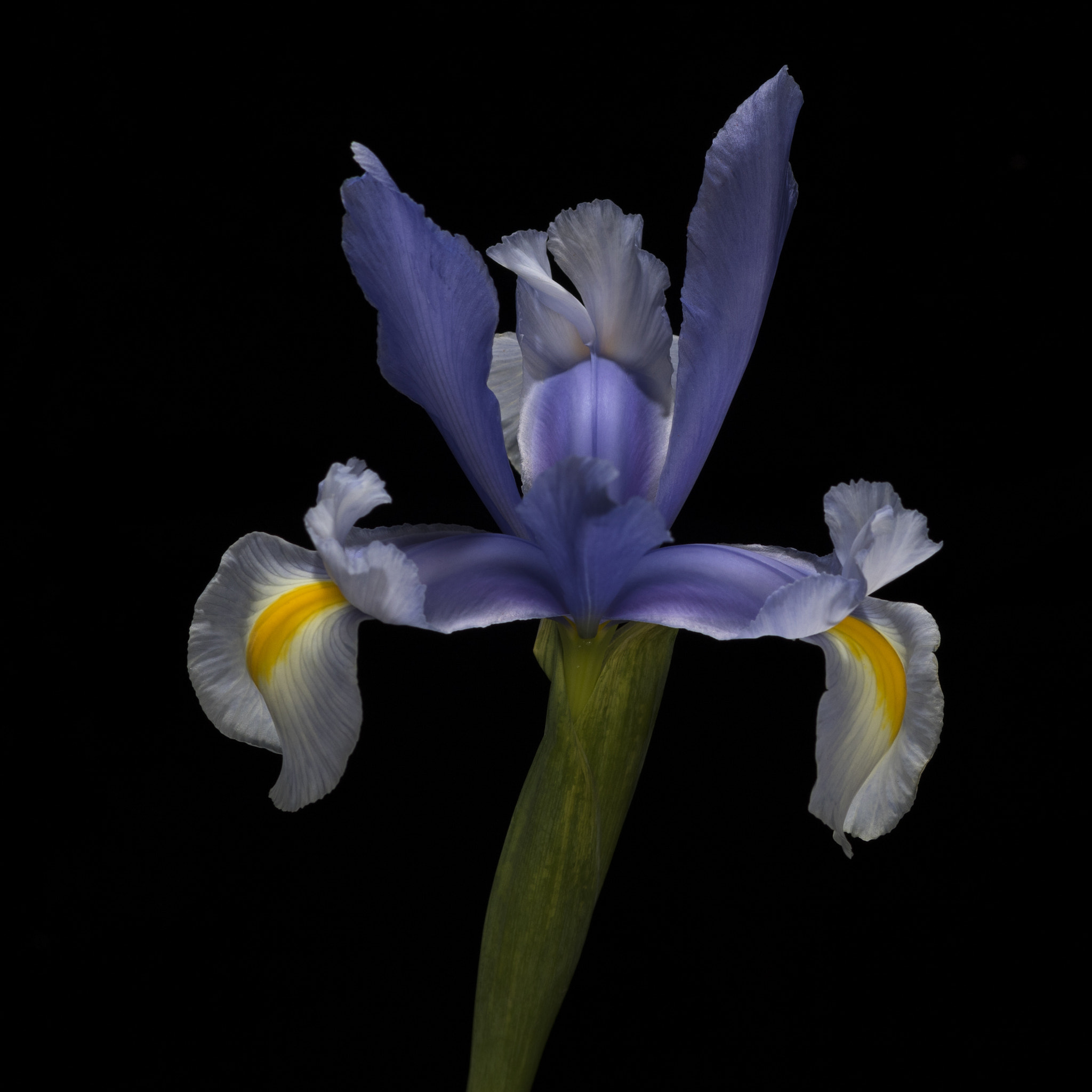 Sigma 85mm F1.4 EX DG HSM sample photo. Flower 2 photography