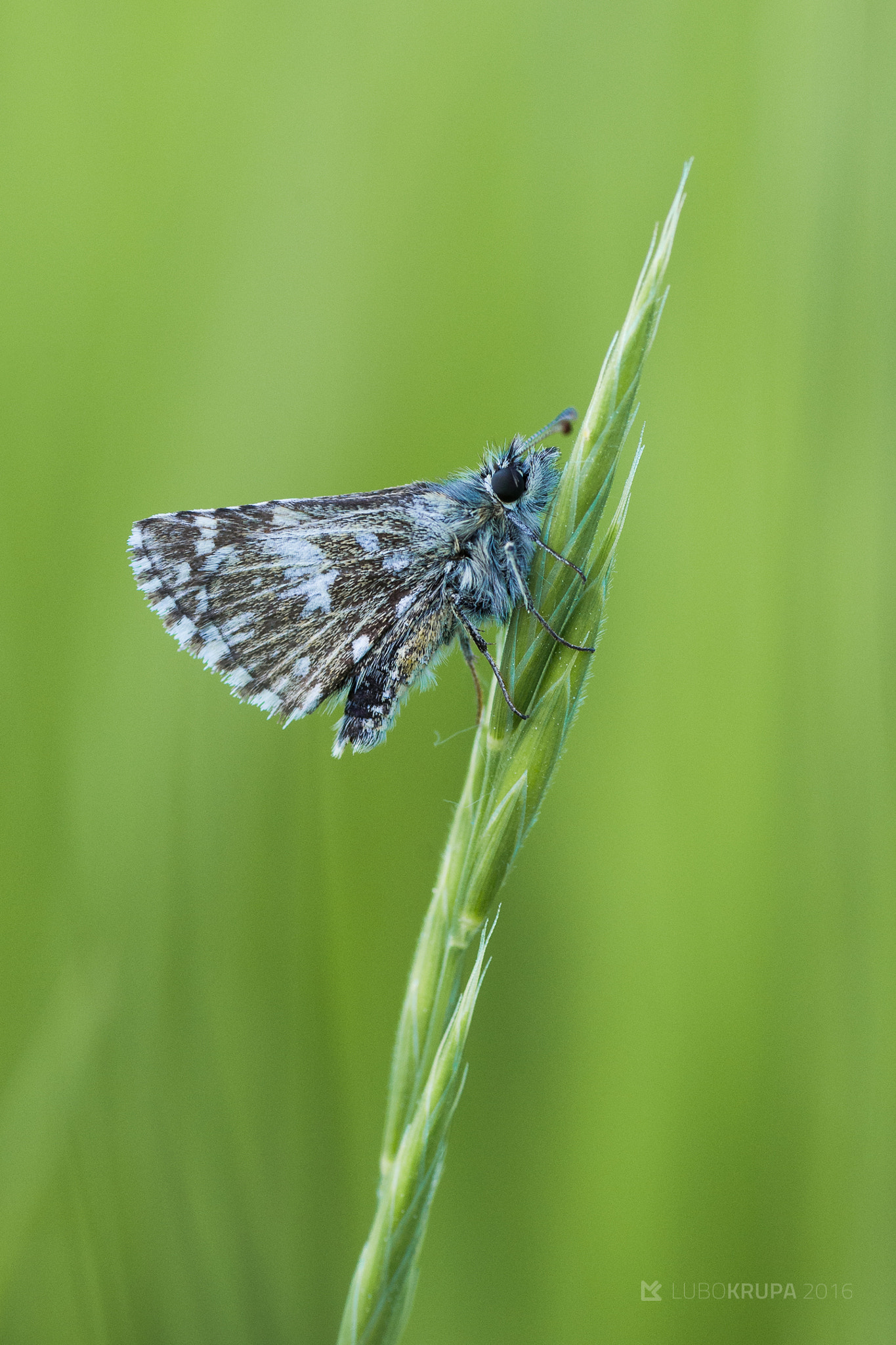 Pentax K-r + Tamron SP AF 90mm F2.8 Di Macro sample photo. Pyrgus malvae photography