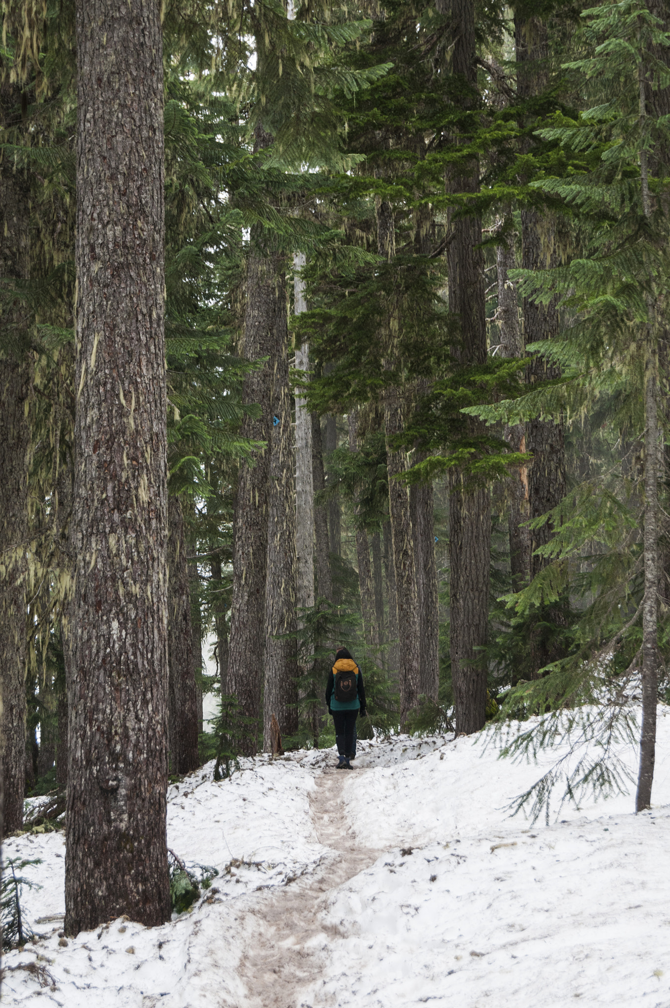 Nikon D300S sample photo. Hiking en garibaldi (of ) photography