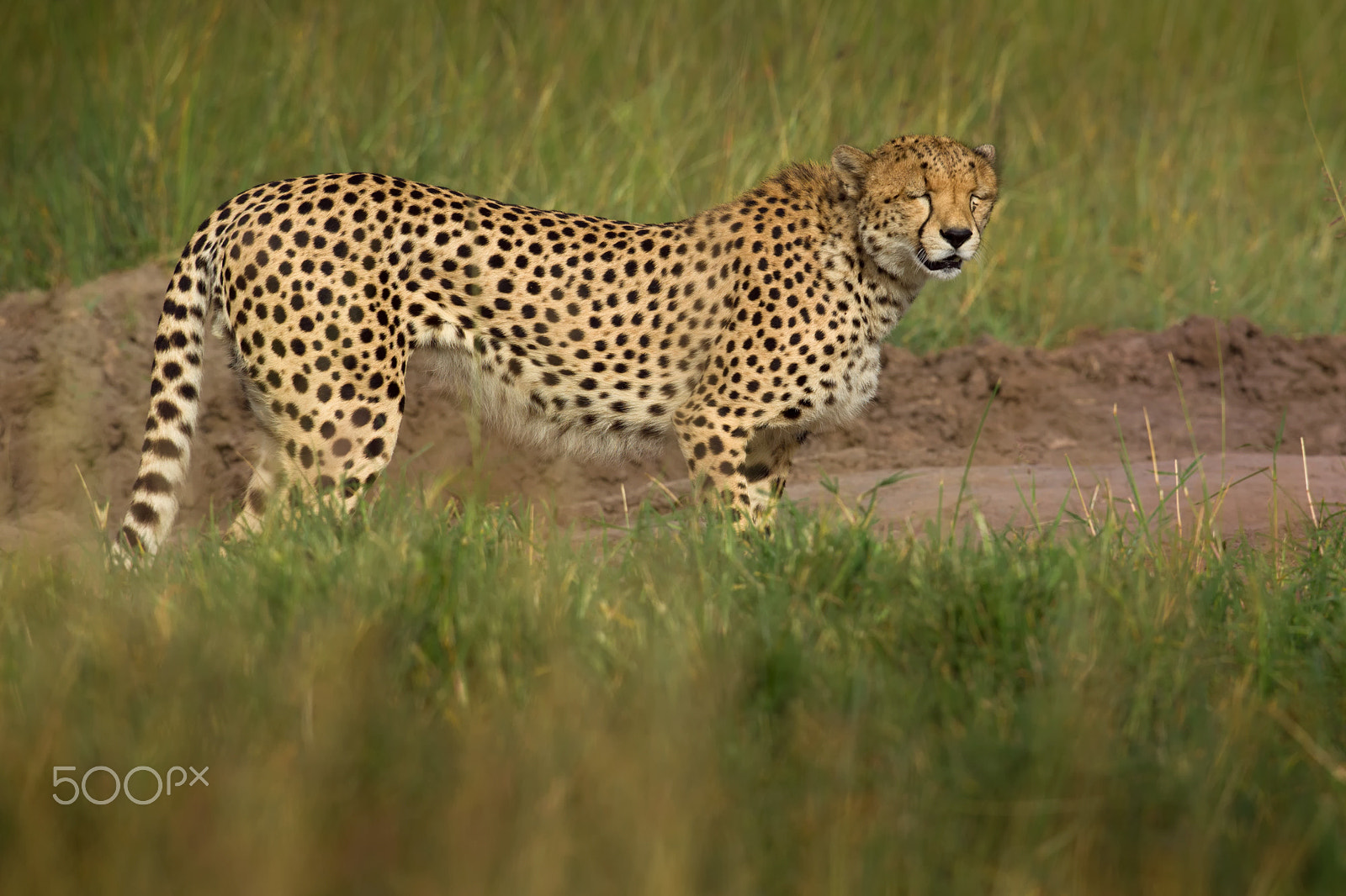 Canon EF 400mm F2.8L IS USM sample photo. Closed eyes photography