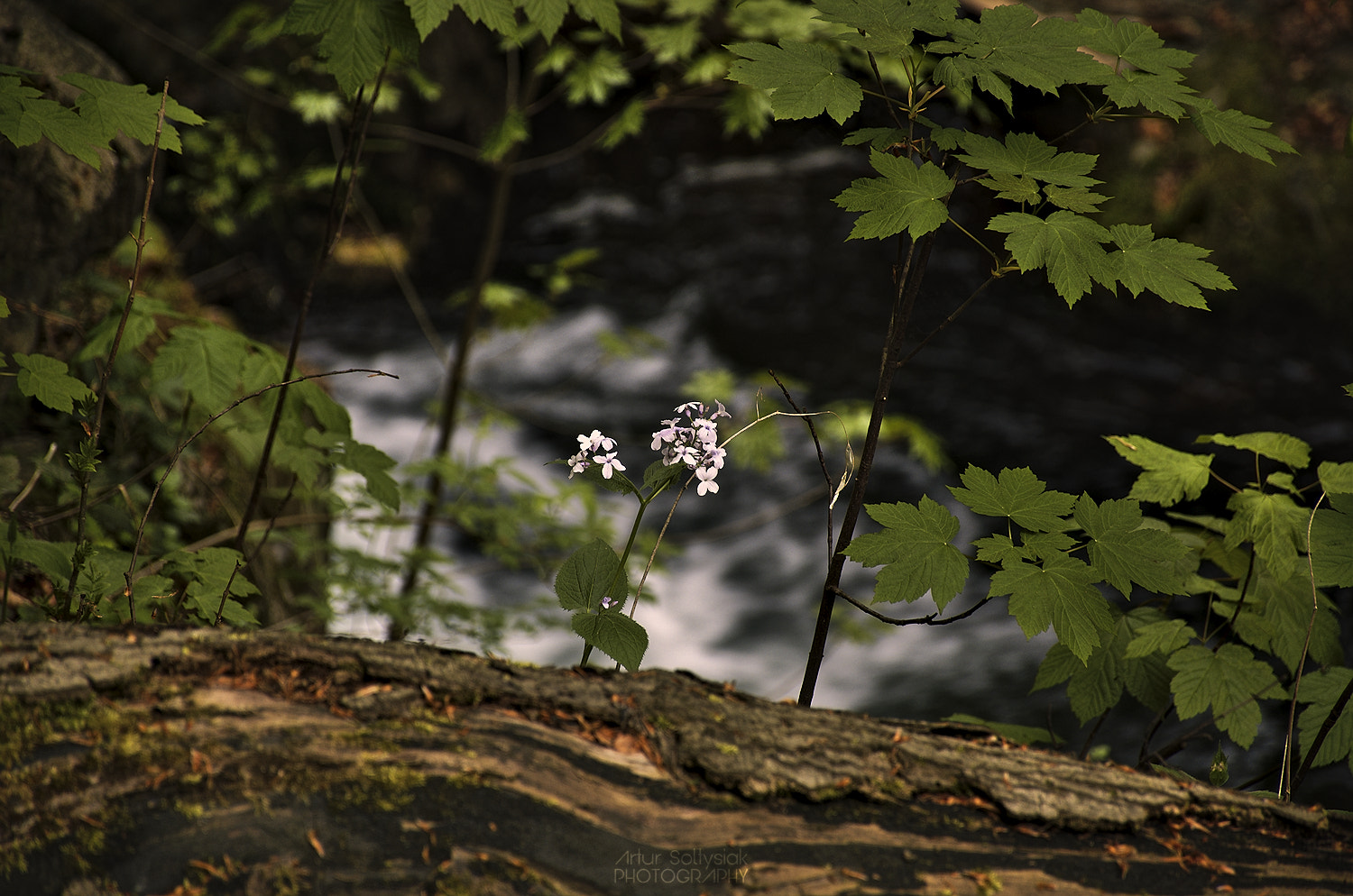 Nikon D70 sample photo. Cr photography