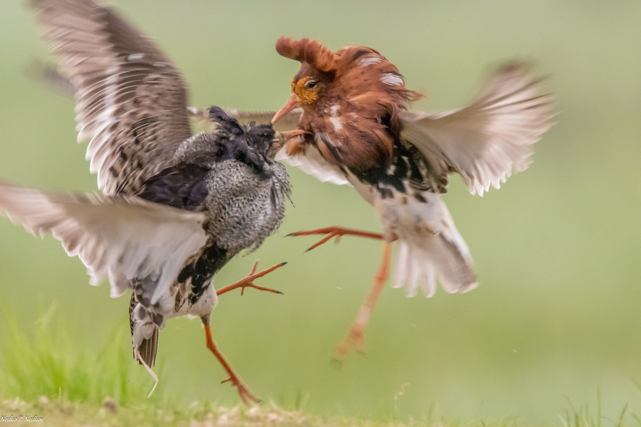 Nikon AF-S Nikkor 600mm F4E FL ED VR sample photo. Fight runners photography