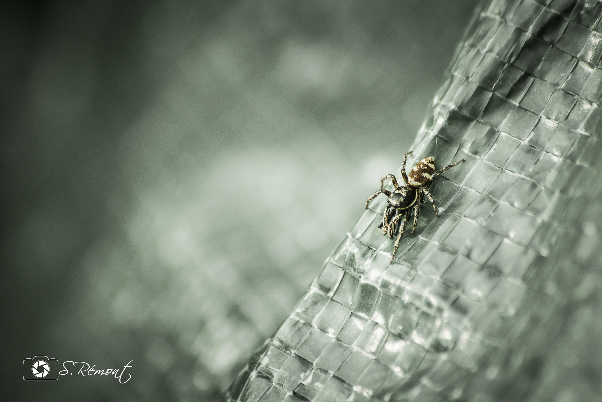 Sigma 70-300mm F4-5.6 APO DG Macro sample photo. Salticus scenicus photography