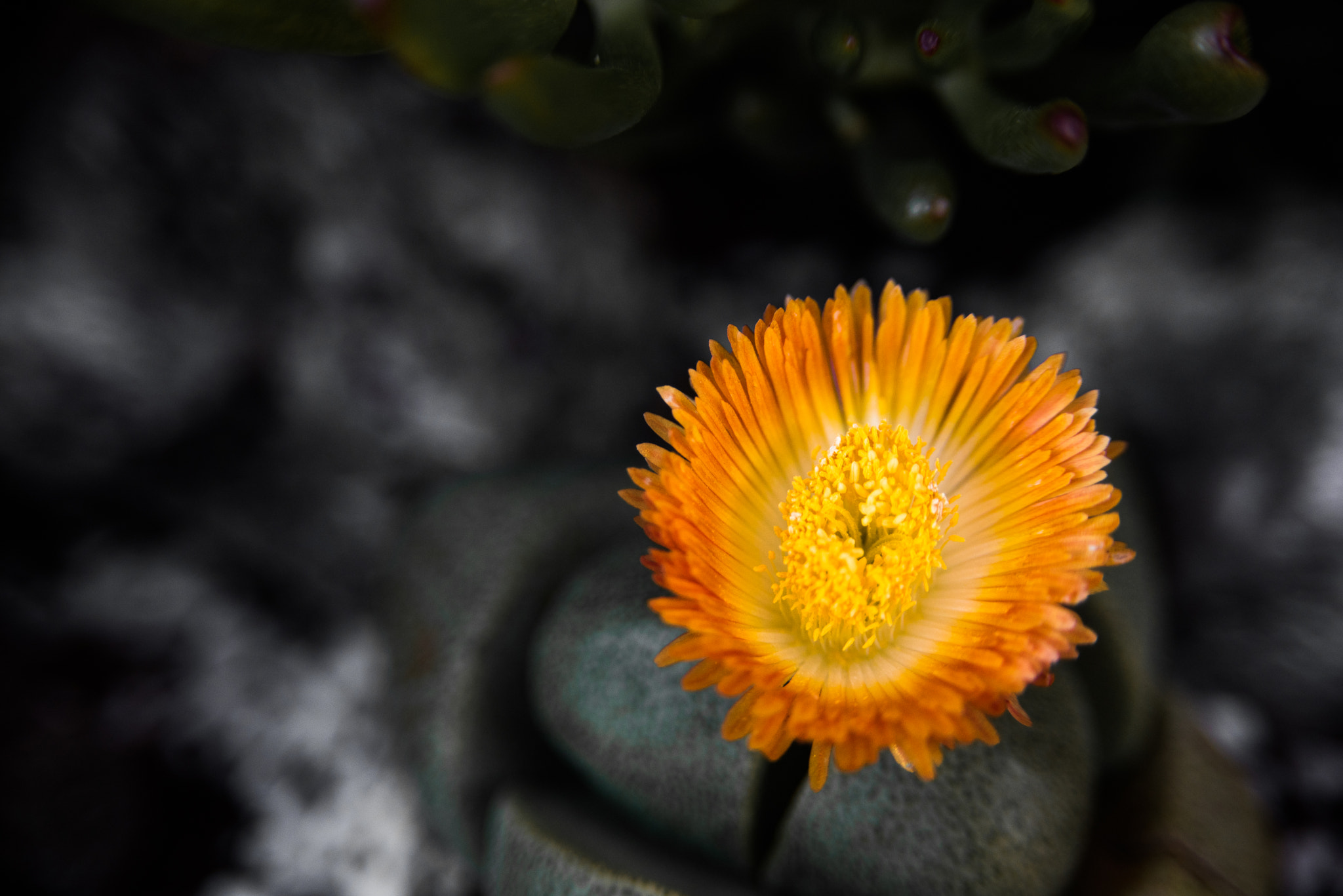 AF Zoom-Nikkor 28-105mm f/3.5-4.5D IF sample photo. Cactus flower photography