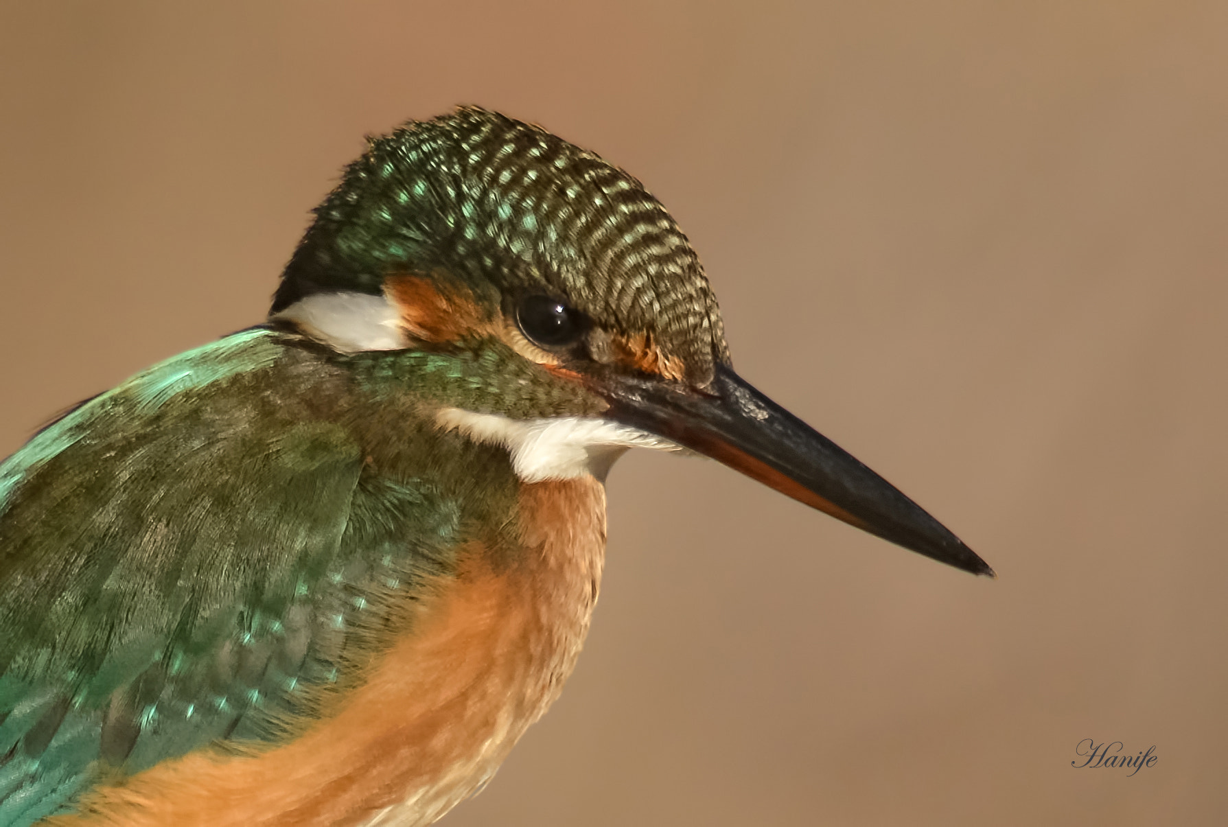 Nikon D7100 + Sigma 50-500mm F4-6.3 EX APO RF HSM sample photo. Yalıçapkını (common kingfisher, alcedo atthis) photography